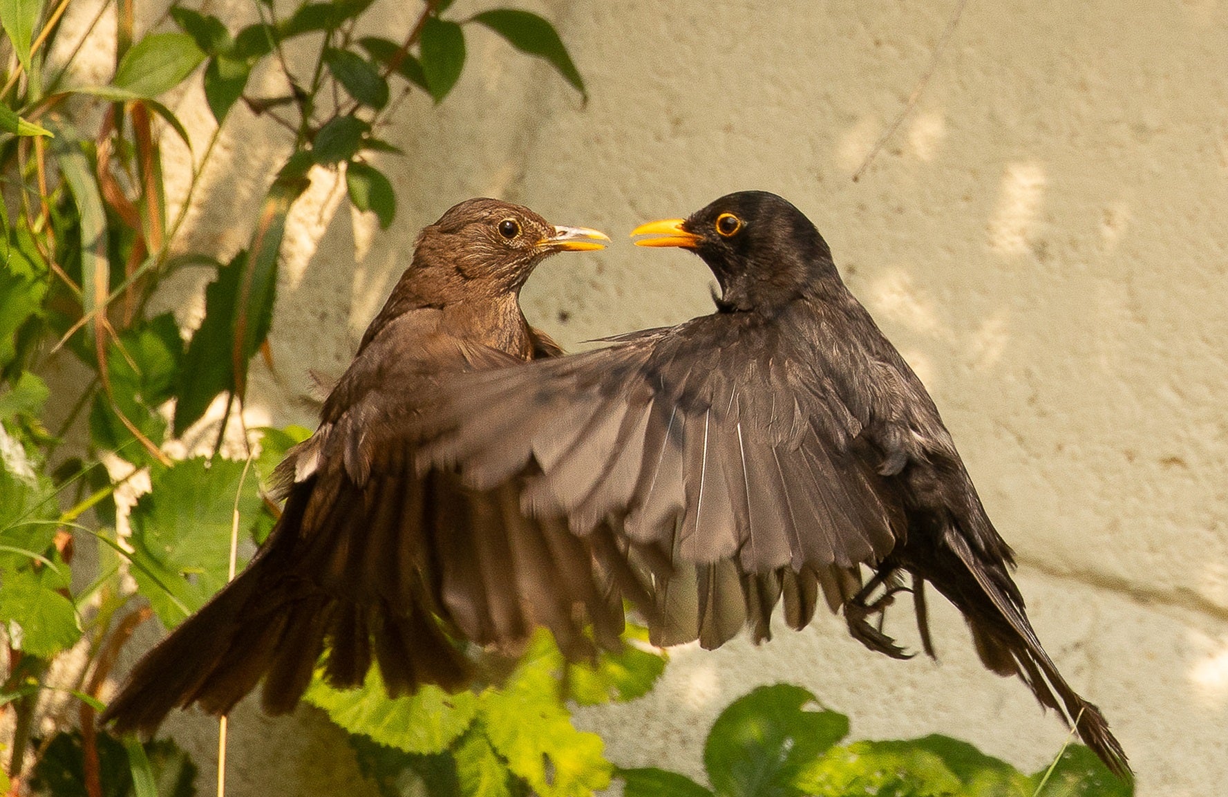 The photographer was able to capture a rare image of two birds close together