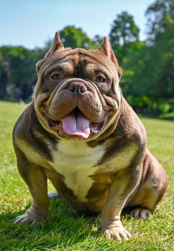 Introducing Chapo the Exotic Bully