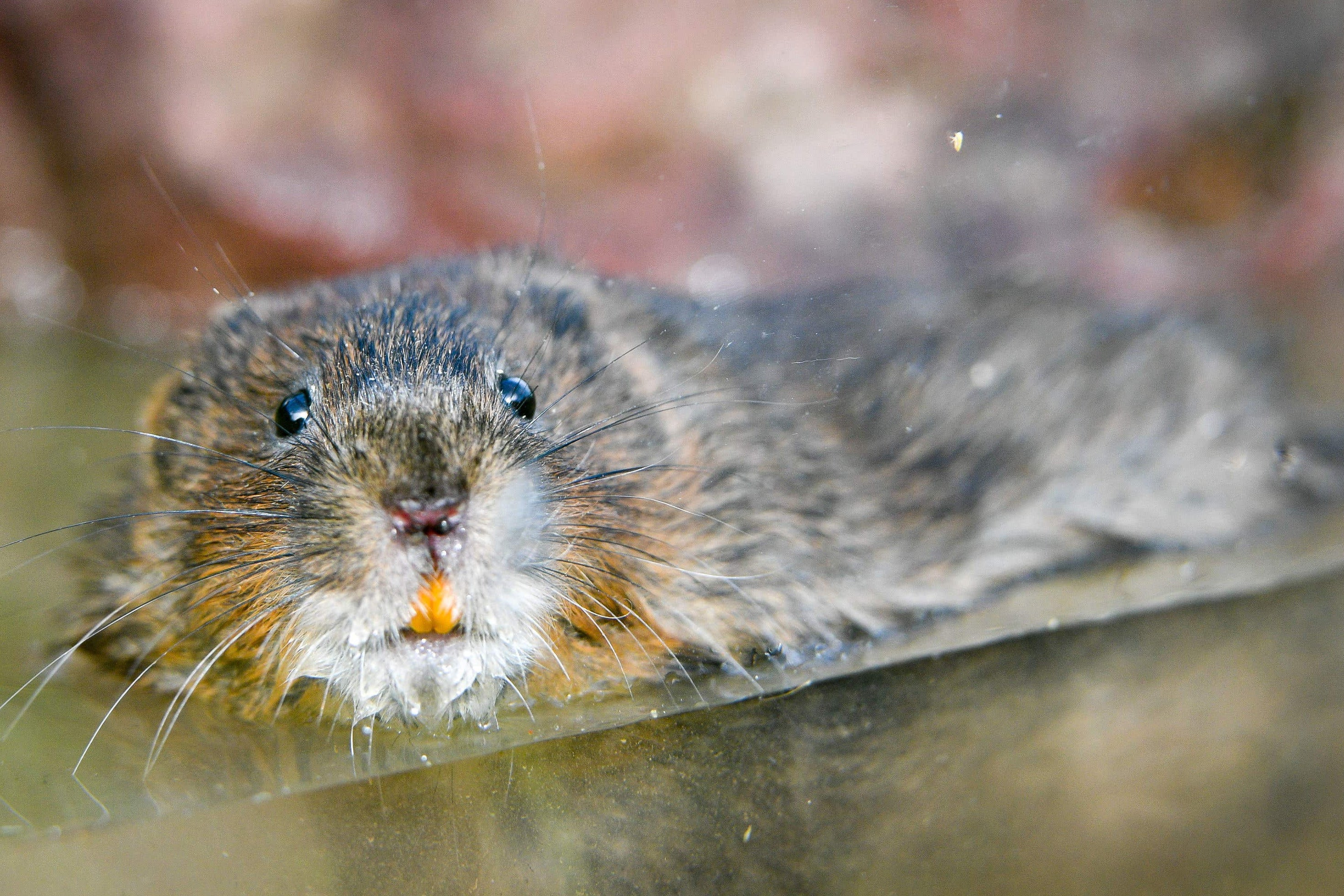 Water voles are among the iconic species predicted to benefit from the governmental wildlife fund issued on March 15.