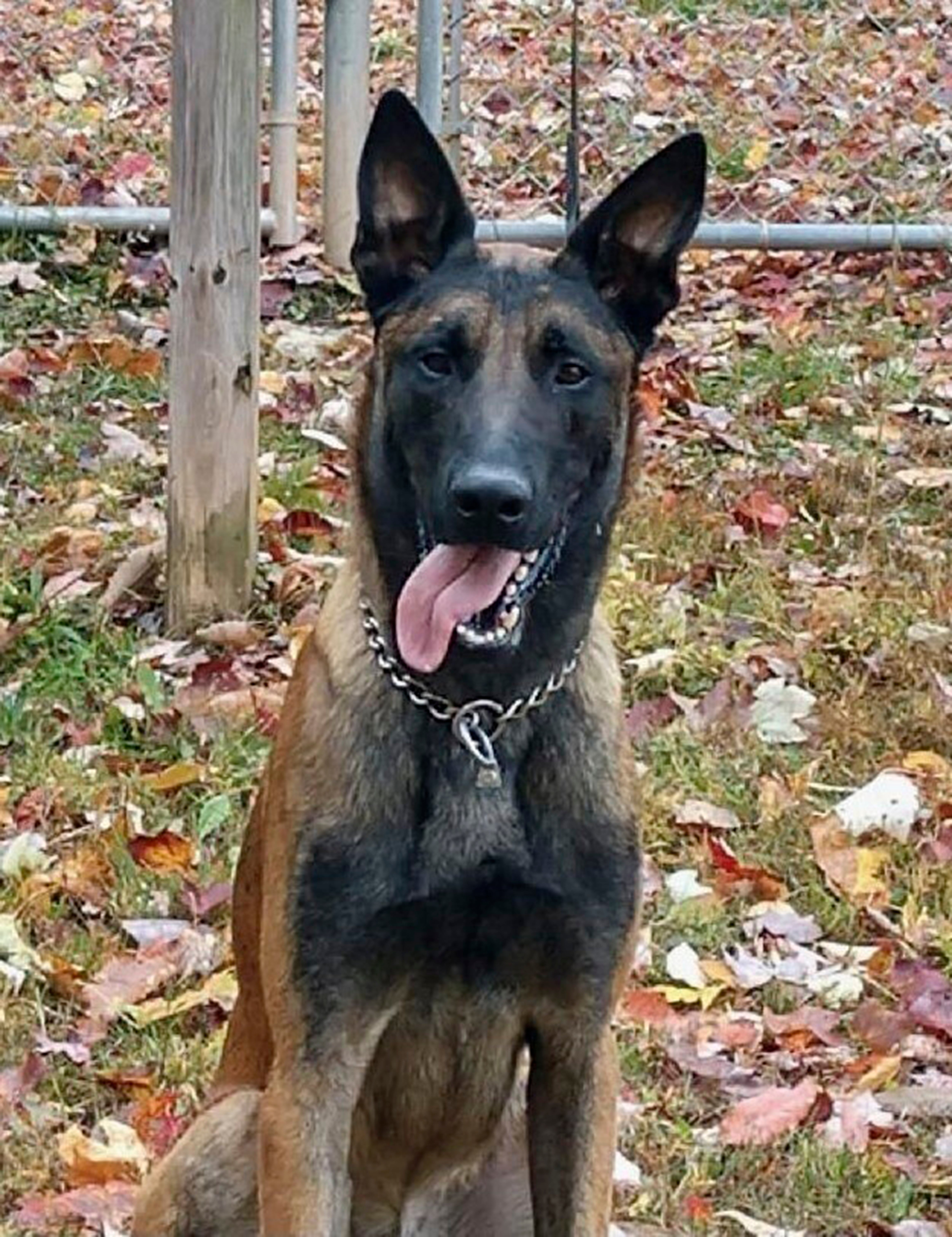 K-9 Killed
