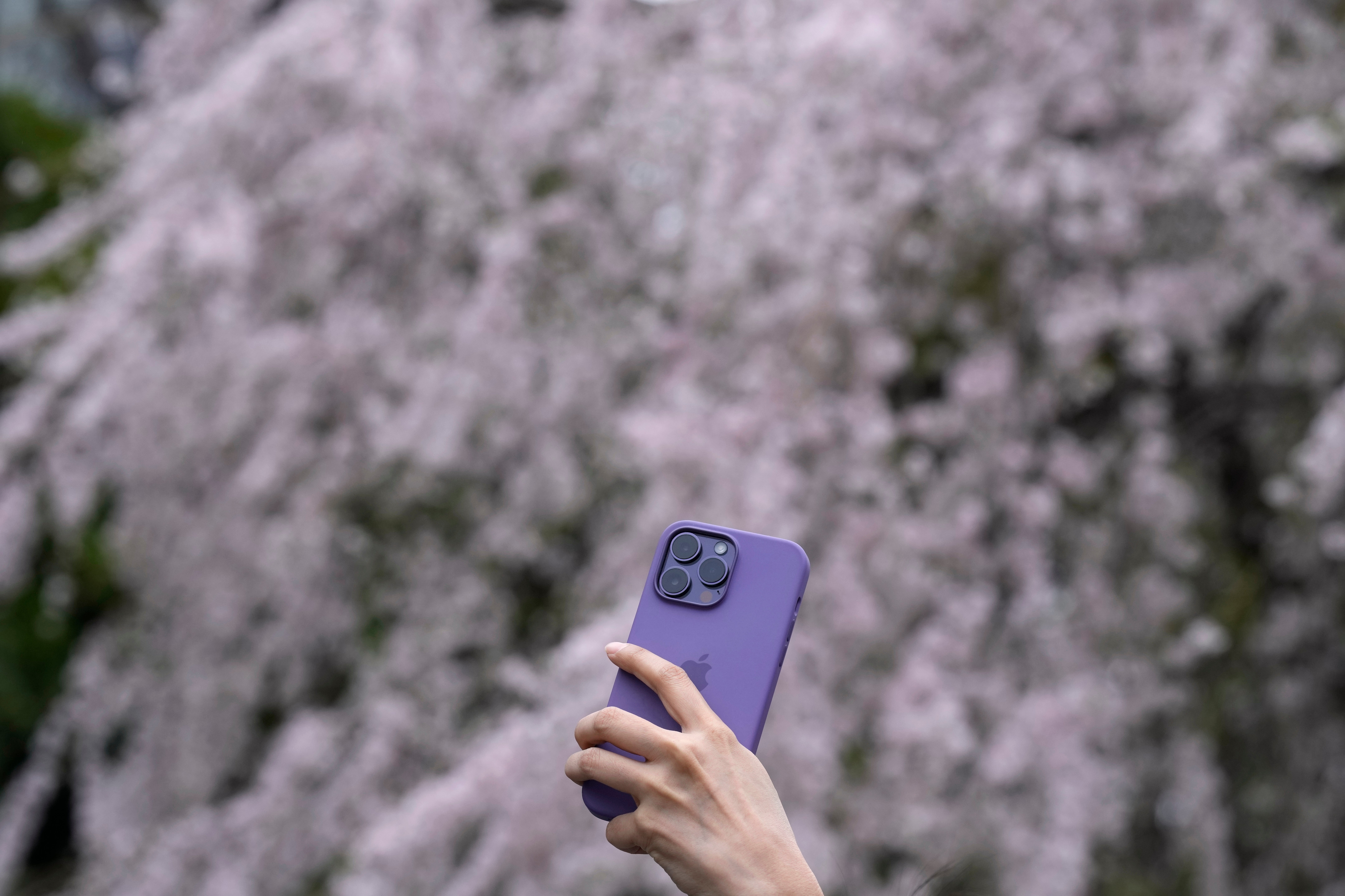 Japan Cherry Blossoms