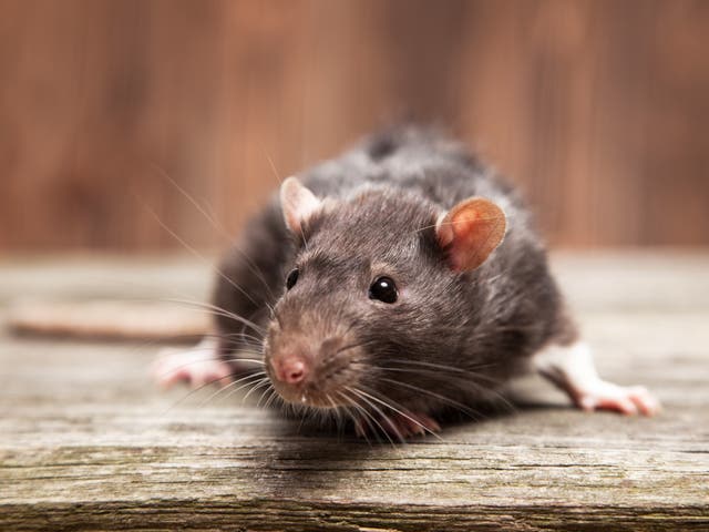 <p>Britian is a nation of rat-haters – it’s time to change that </p>