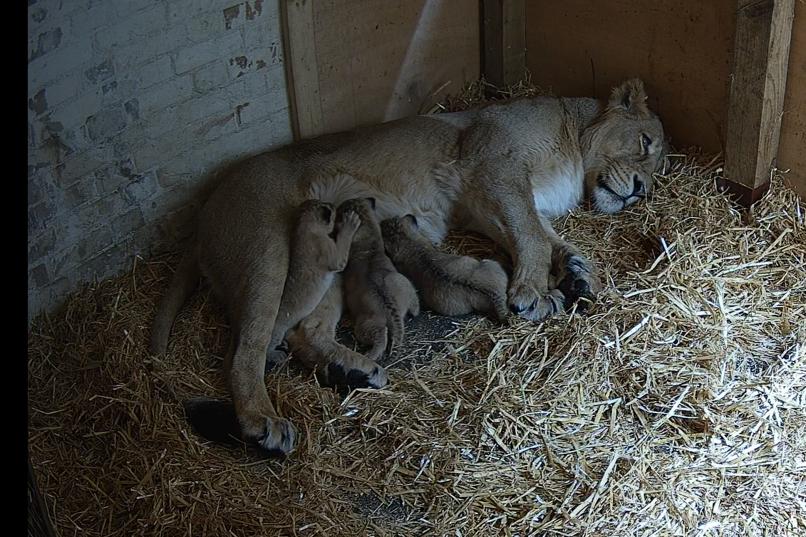 The cubs were welcomed on March 13 (London Zoo/PA)