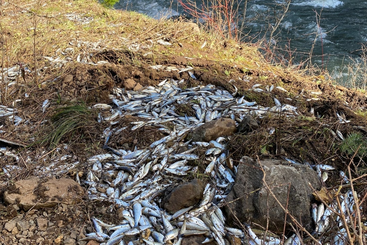 Over 25,000 fish unfortunately did not survive the accident