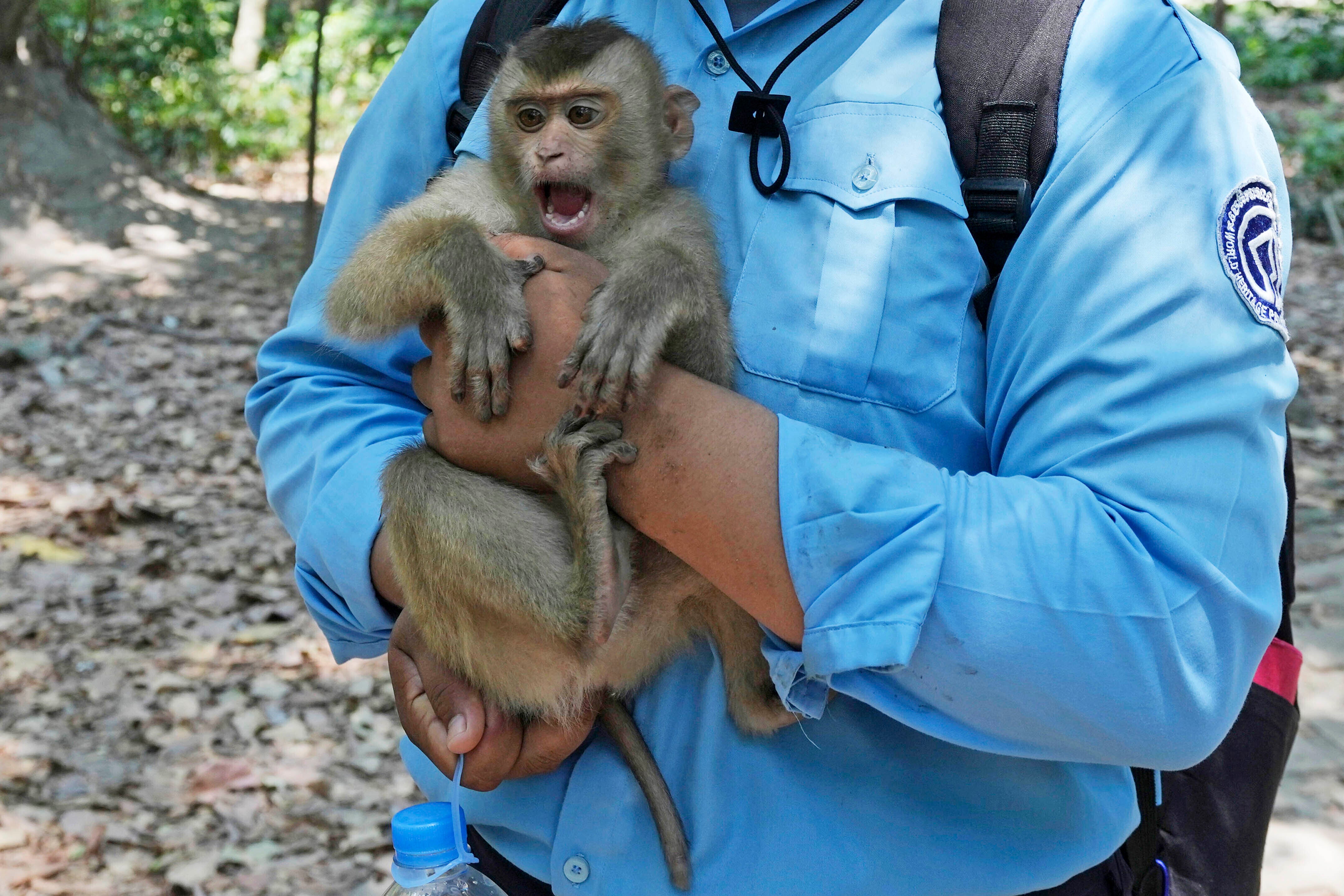 A blue-shirted APSARA warden holds a monkey at Angkor Wat temple complex in Siem Reap province, Cambodia