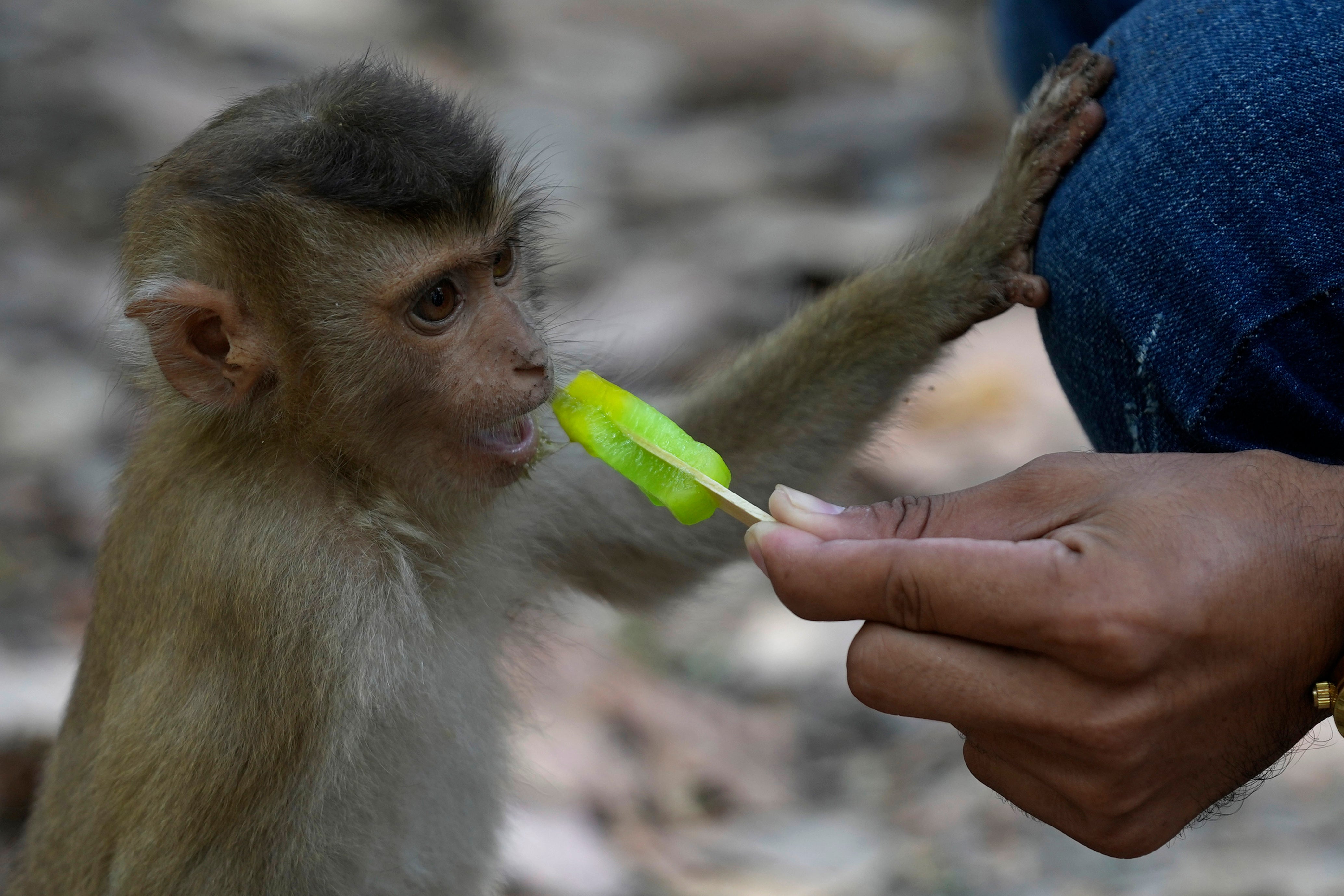 A local YouTuber feeds a young monkey near the Bayon temple of an Angkor Wat temple complex in Siem Reap province