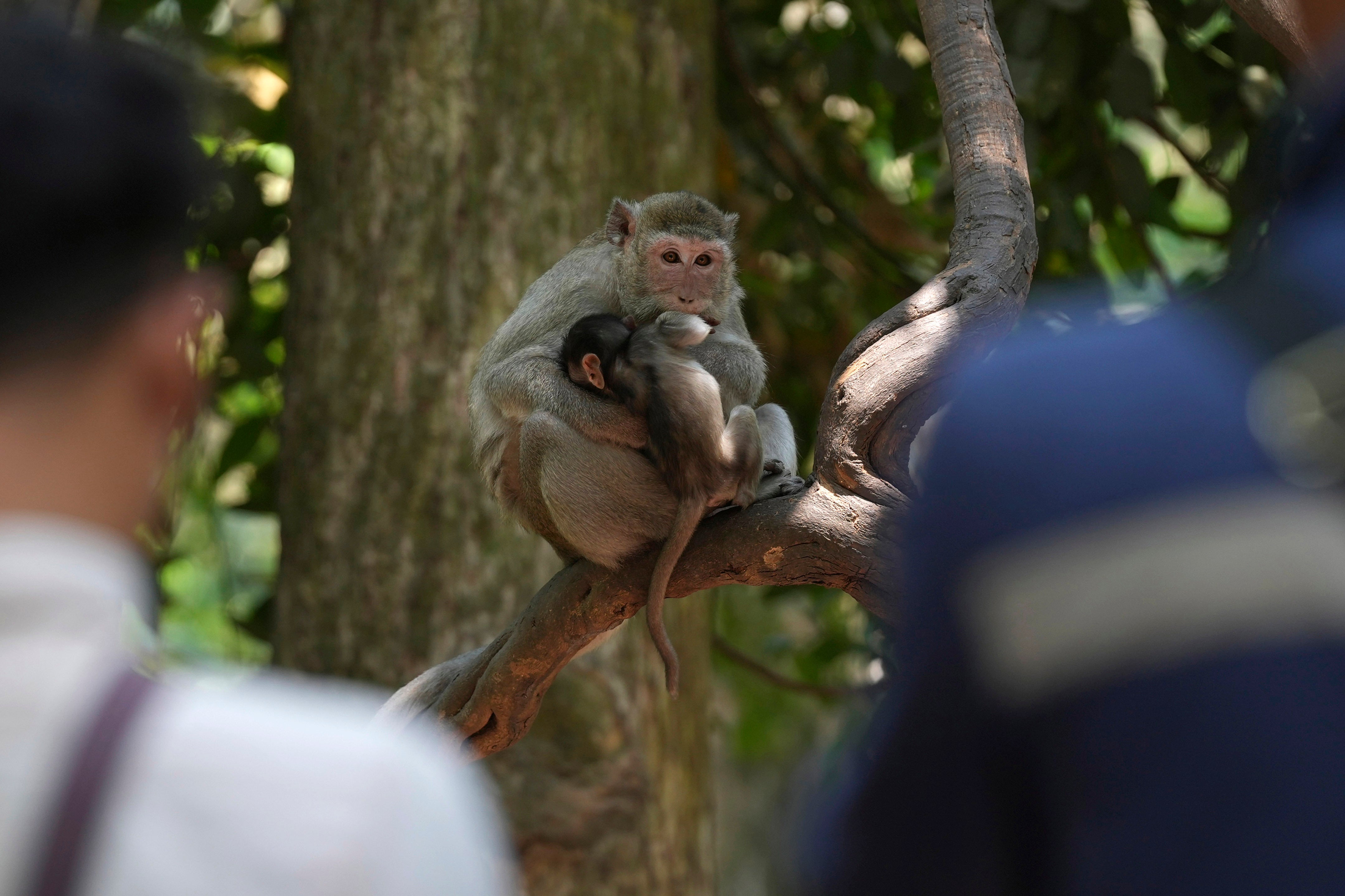 Local YouTubers stand around a female monkey as she holds her baby near the Bayon temple of an Angkor Wat temple