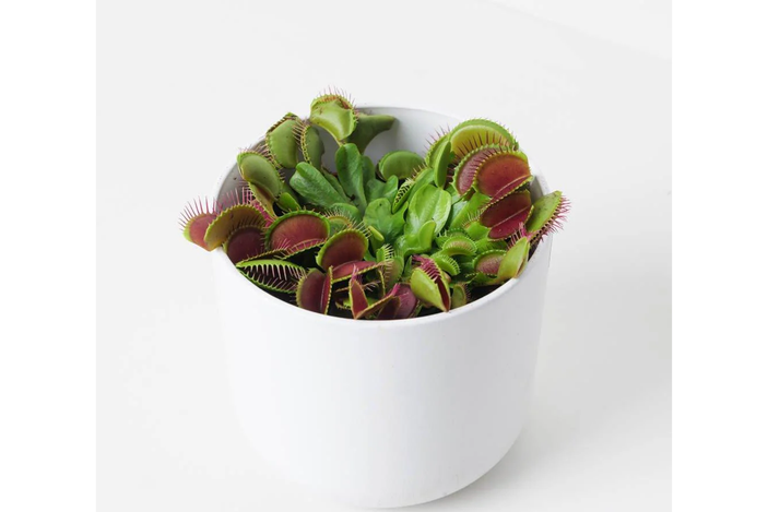best pet-friendly plants 2024 review indybest House of Kojo Venus flytrap