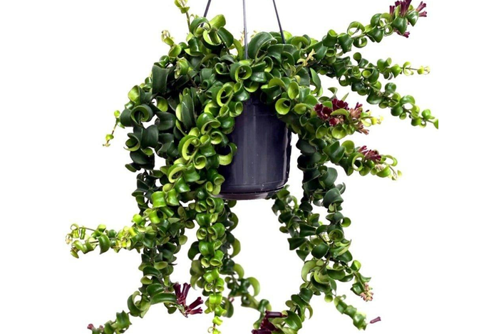 best pet-friendly plants 2024 review indybest House of Kojo lipstick plant
