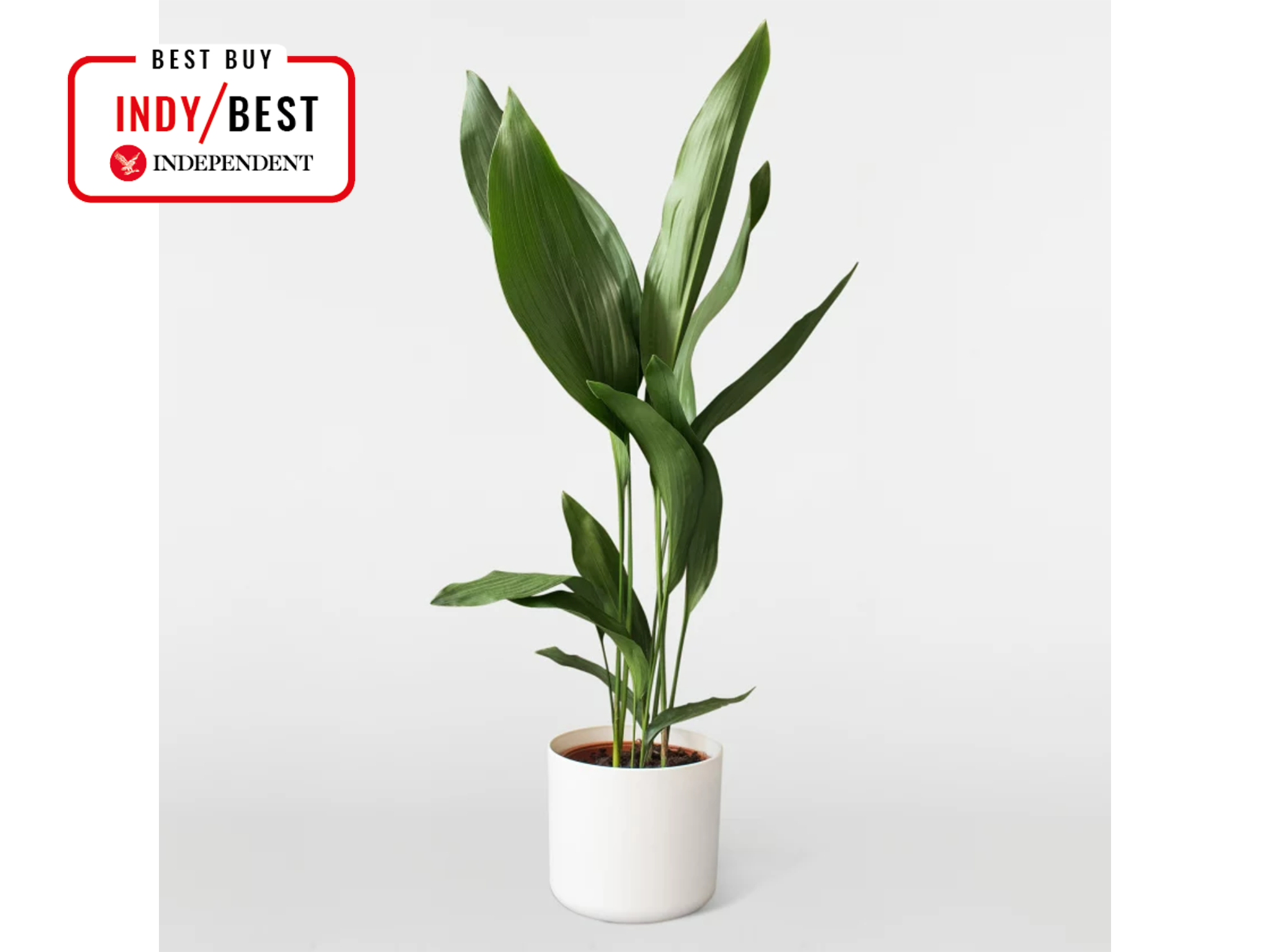 best pet-friendly plants 2024 review indybest Patch Plants Howard Aspidistra