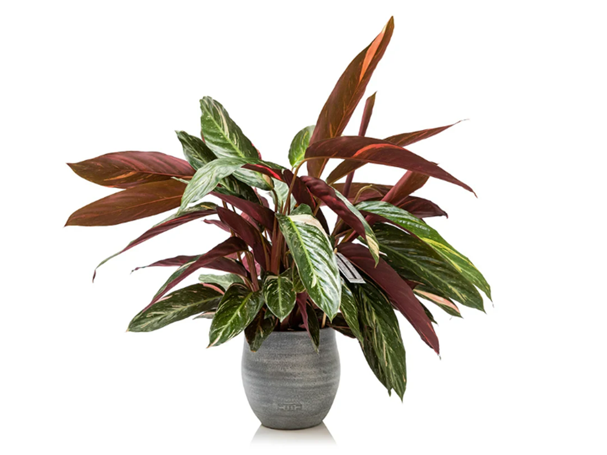 best pet-friendly plants 2024 review indybest The Little Botanical calathea