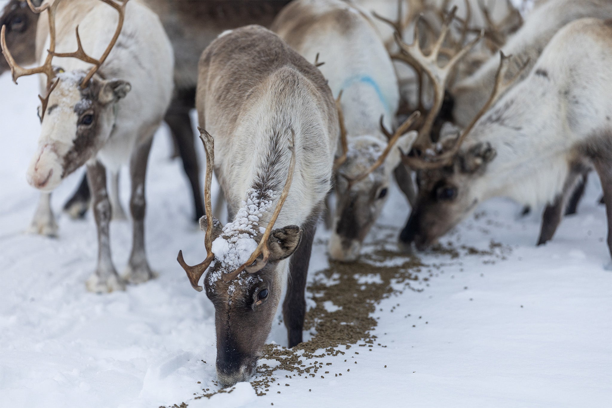 Sara’s reindeer eat the supplementary feed pellets