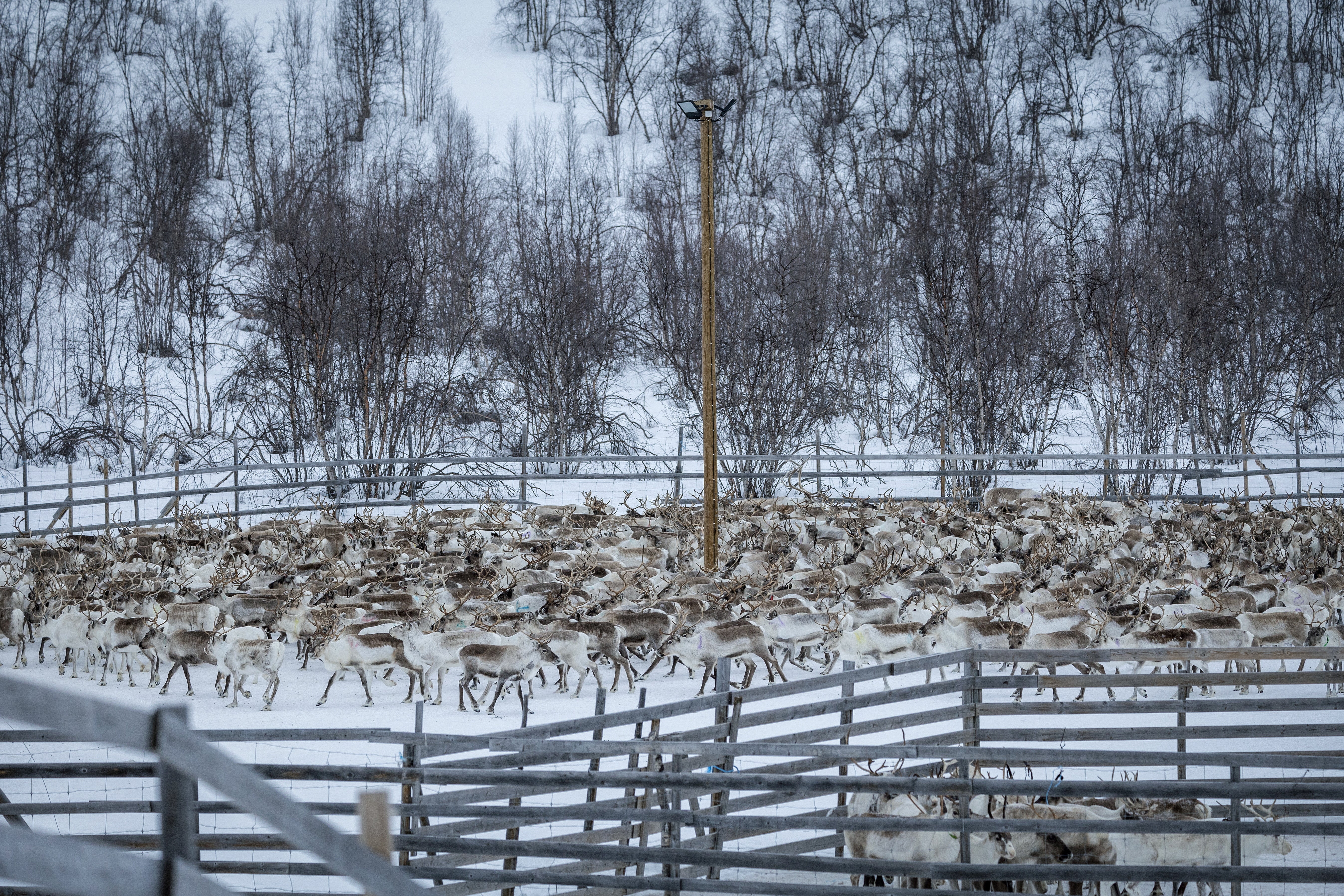 Reindeer circle inside a corral as Sami herders gather some 1,500 reindeer to identify, separate and return them to their owners