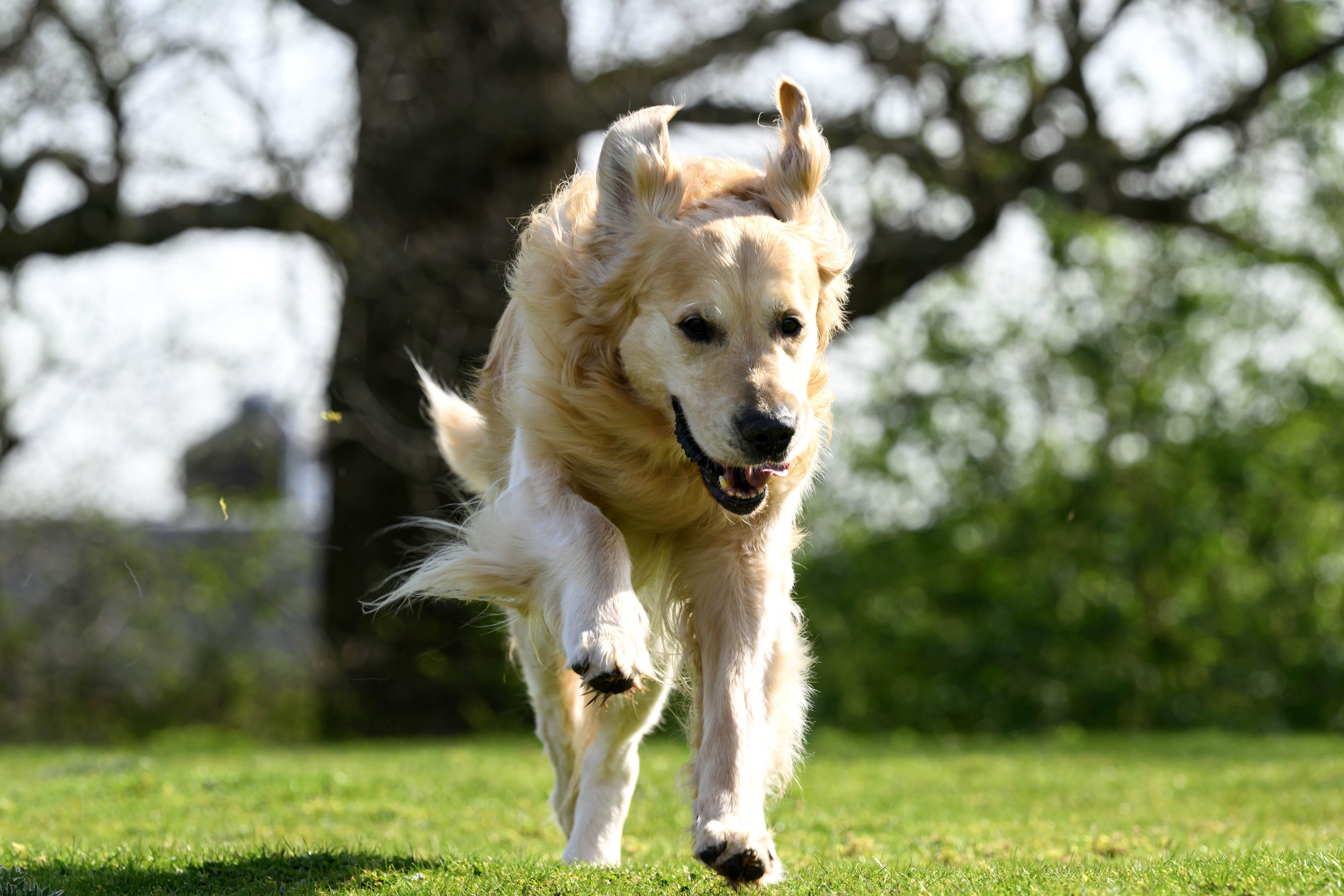 Golden retriever Trigger (Doug Peters/PA)