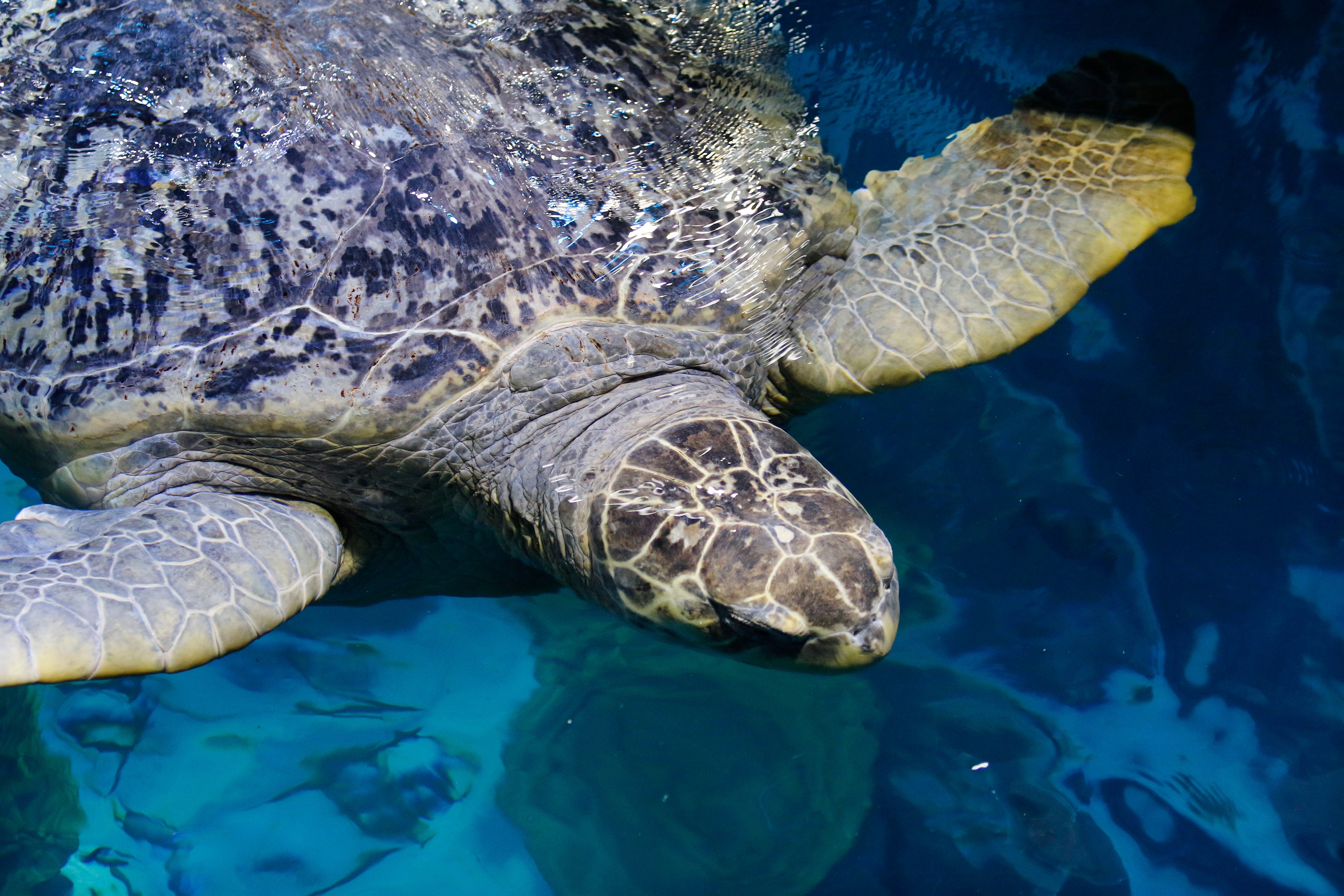 Sea Turtle Medical Exam