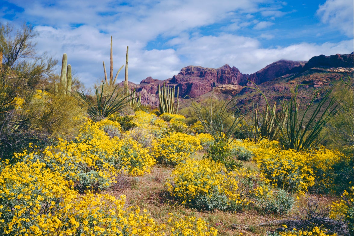 Parker League’s body was found in Tonto National Forest