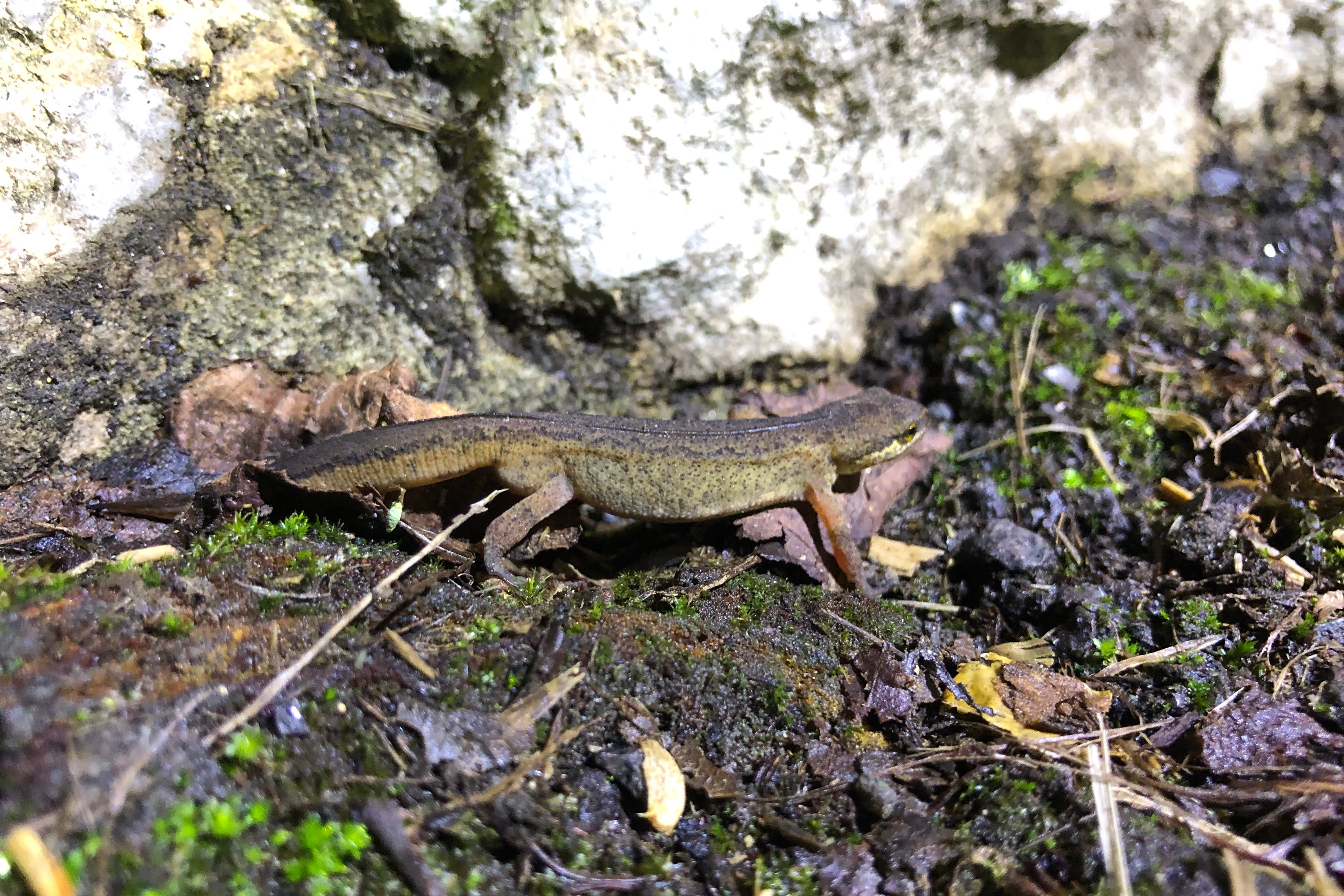 Volunteers from the Charlcombe Toad Rescue Group, near Bath, helped 3,177 amphibians during the 2024 migration season (Charlcombe Toad Rescue/PA)