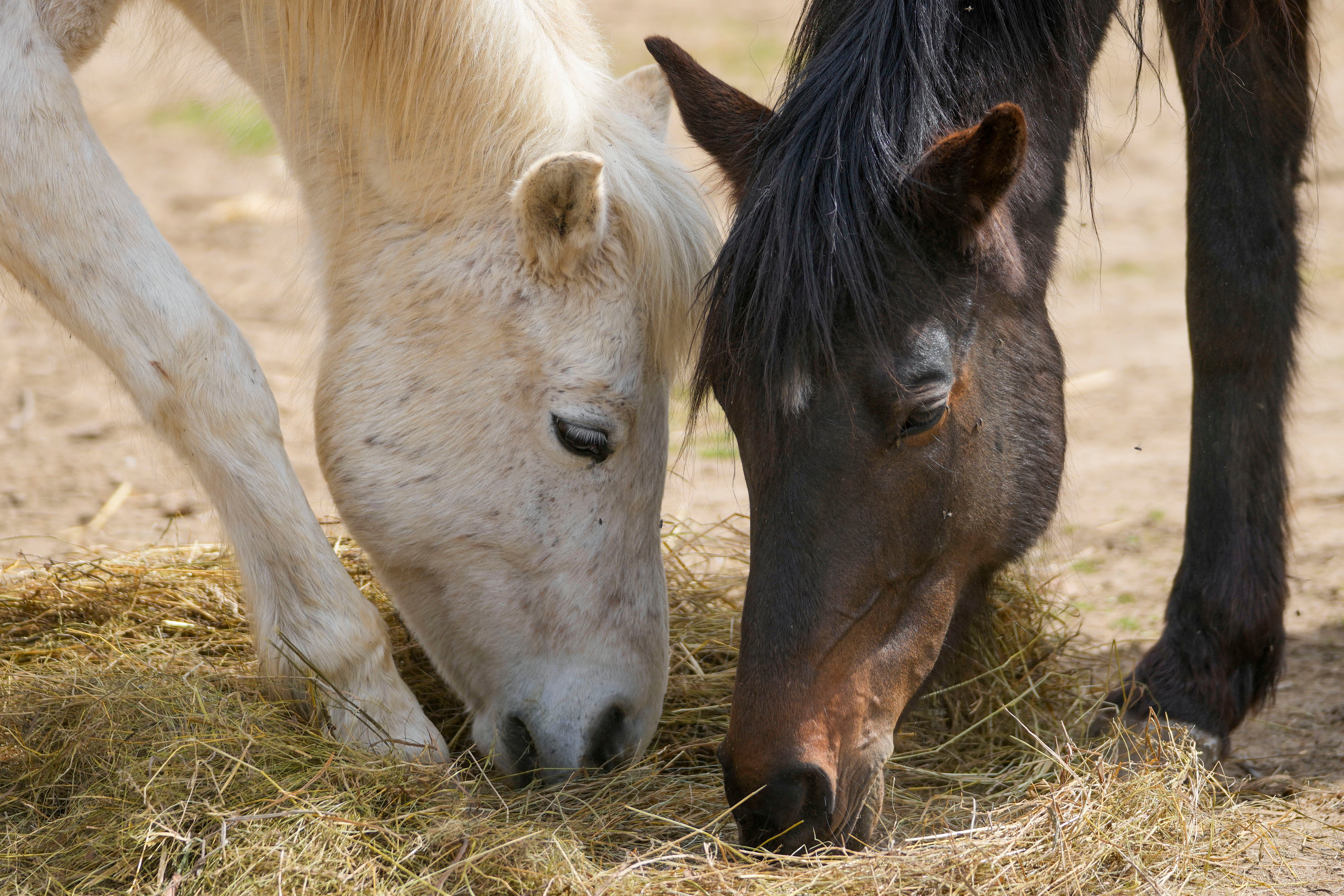 Serbia Horse Sanctuary