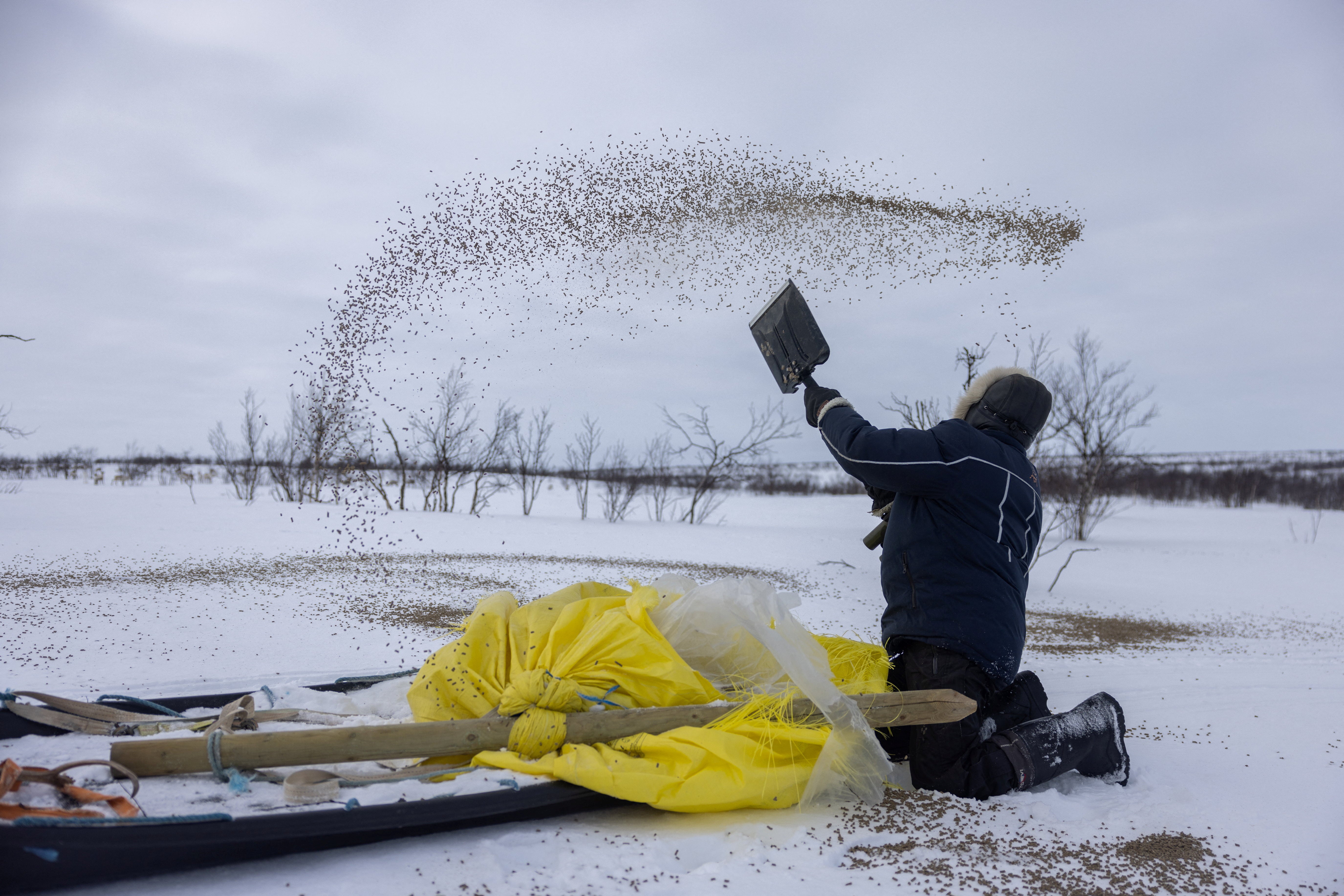 Sami reindeer herder Nils Mathis Sara, 65, spreads supplementary feed pellets from a bag for his reindeer