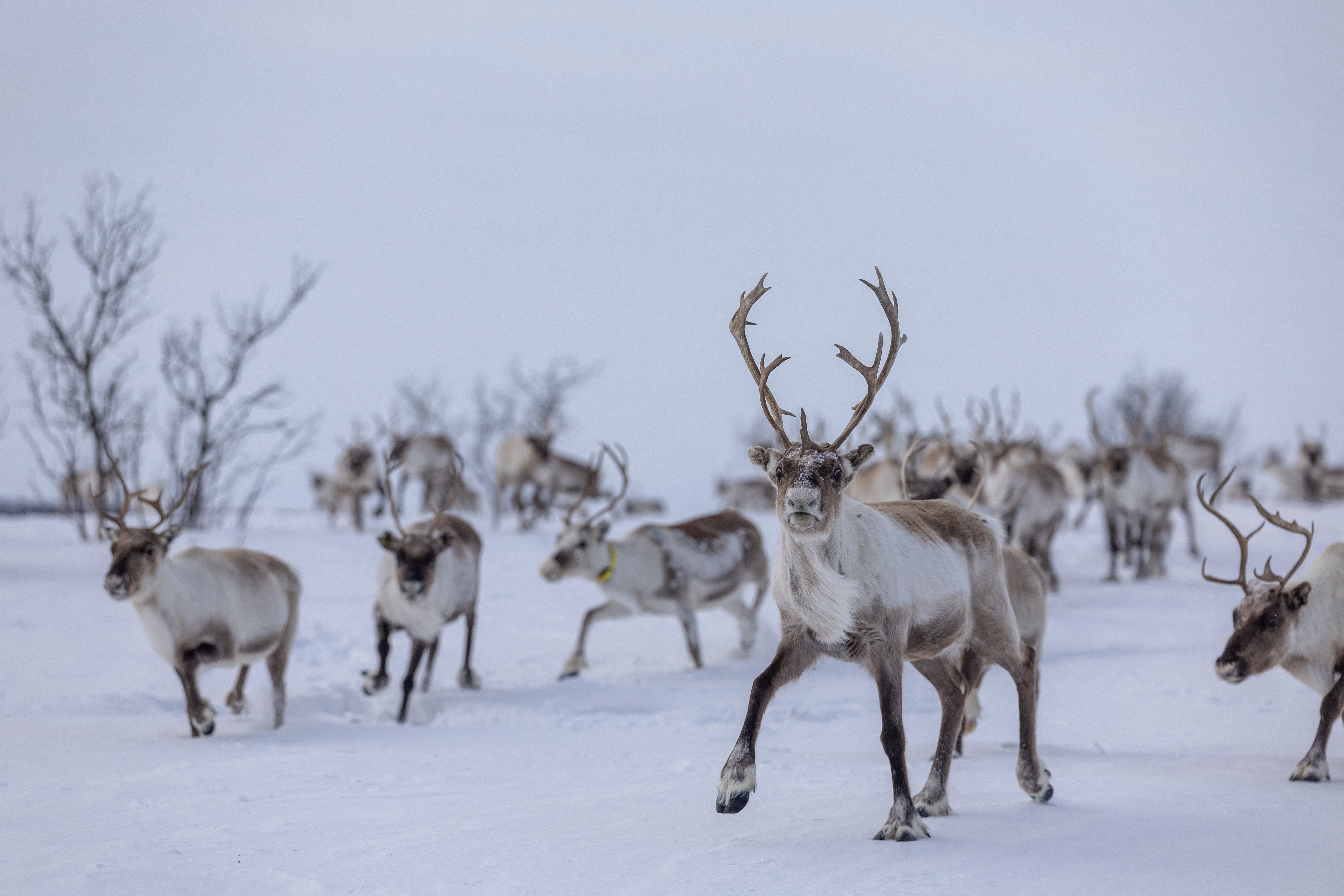 Sara’s reindeer run in a winter pasture