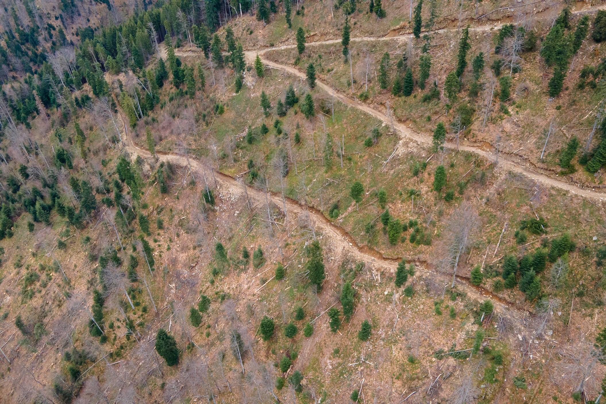 An aerial shot of clear cuts in a forest in the Romanian Carpathians (Greenpeace/PA)