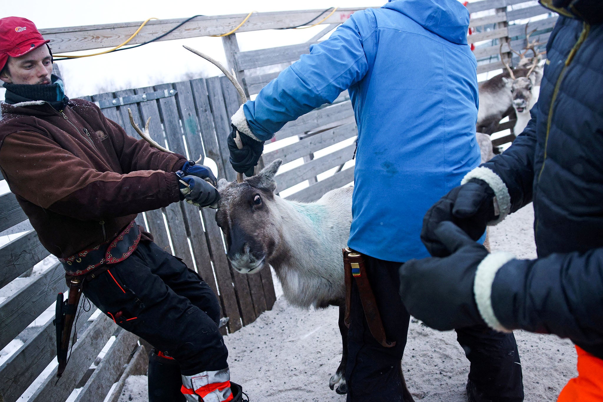 Sami reindeer herders separate and mark a reindeer inside a corral after their herds mixed together while grazing up on the Finnmark Plateau in Jergal, Norway