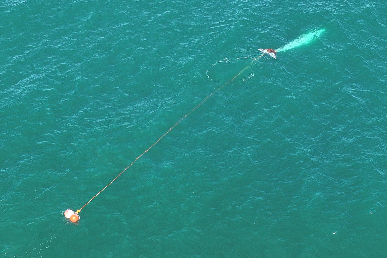 California Entangled Whale