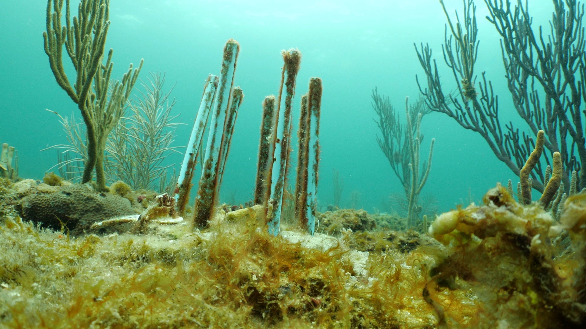 Coral Restoration Biodegradable Straws