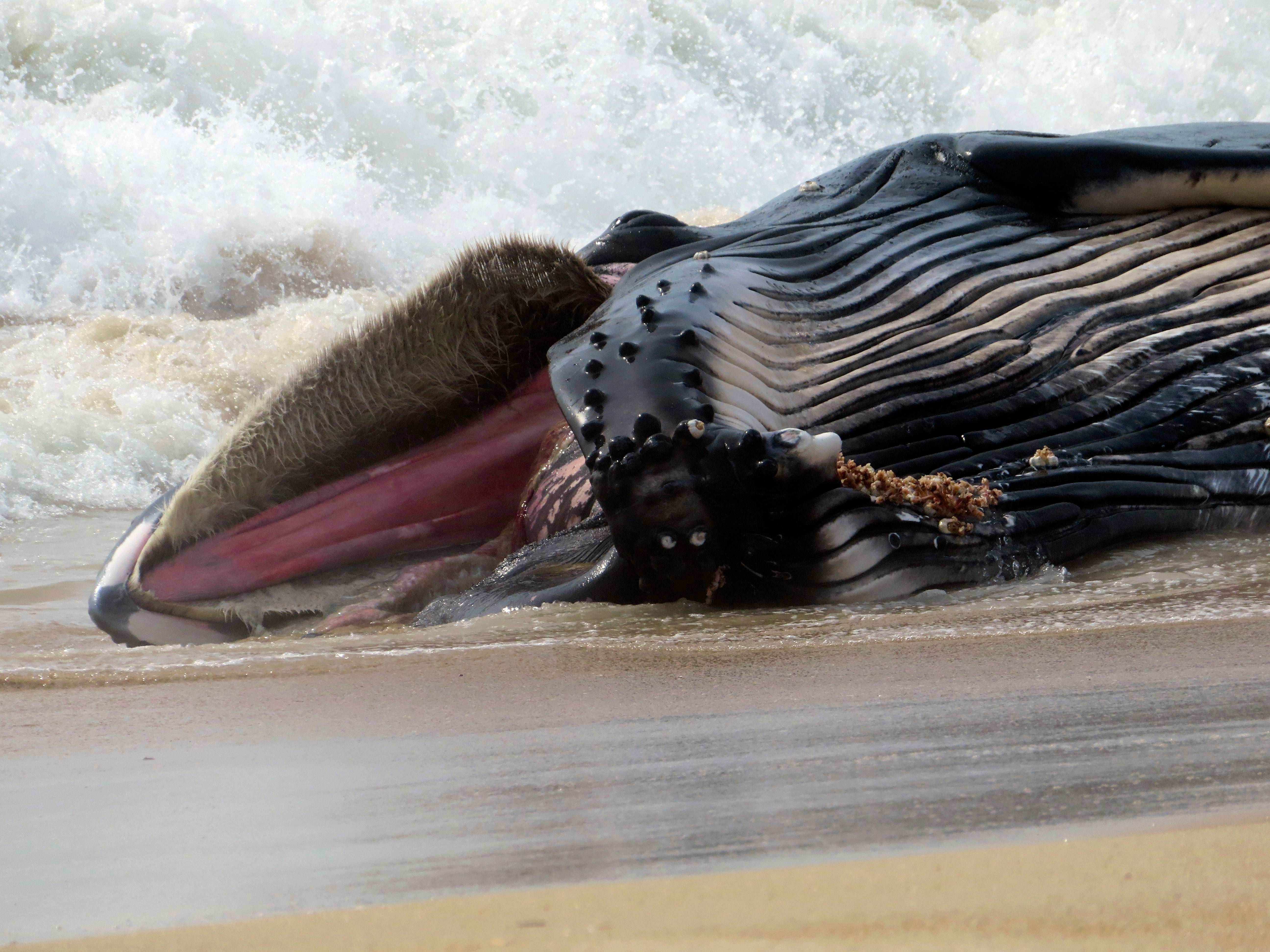 Dead Whale New Jersey