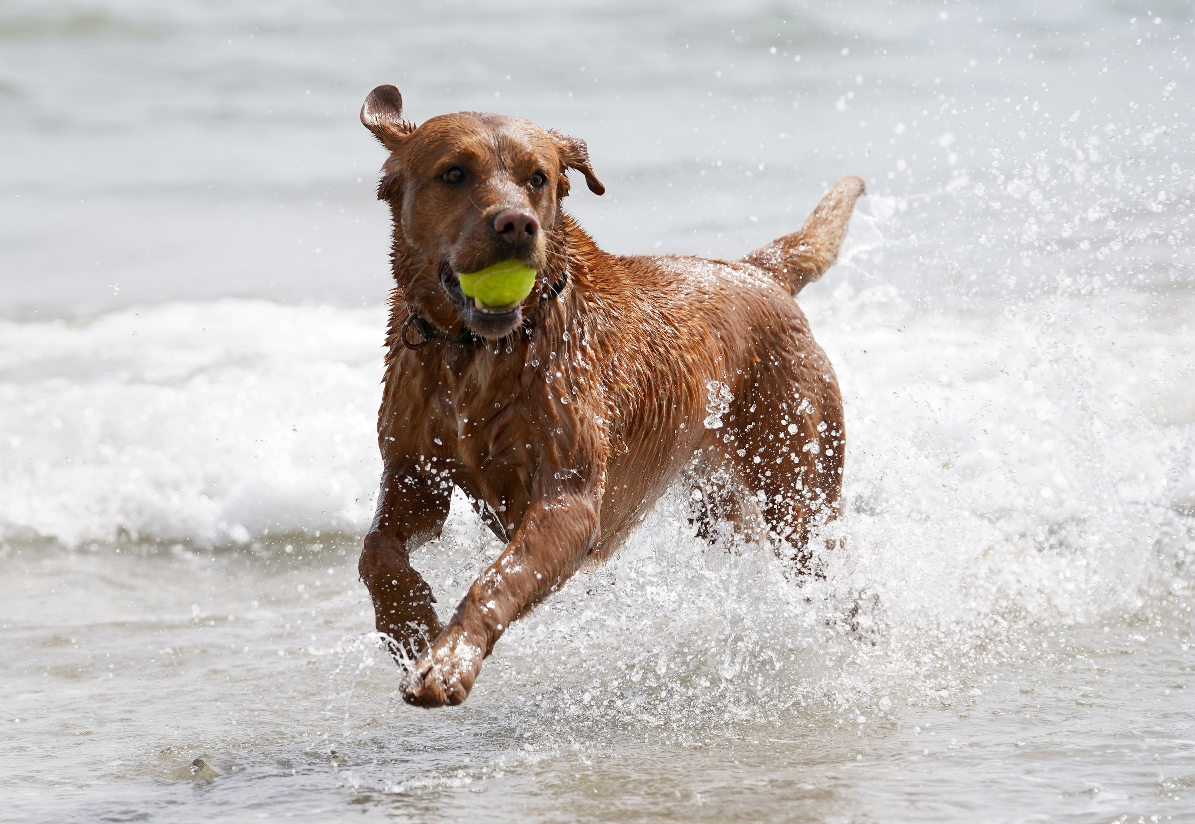 A dog enjoys the sea during fine weather in Folkestone, Kent