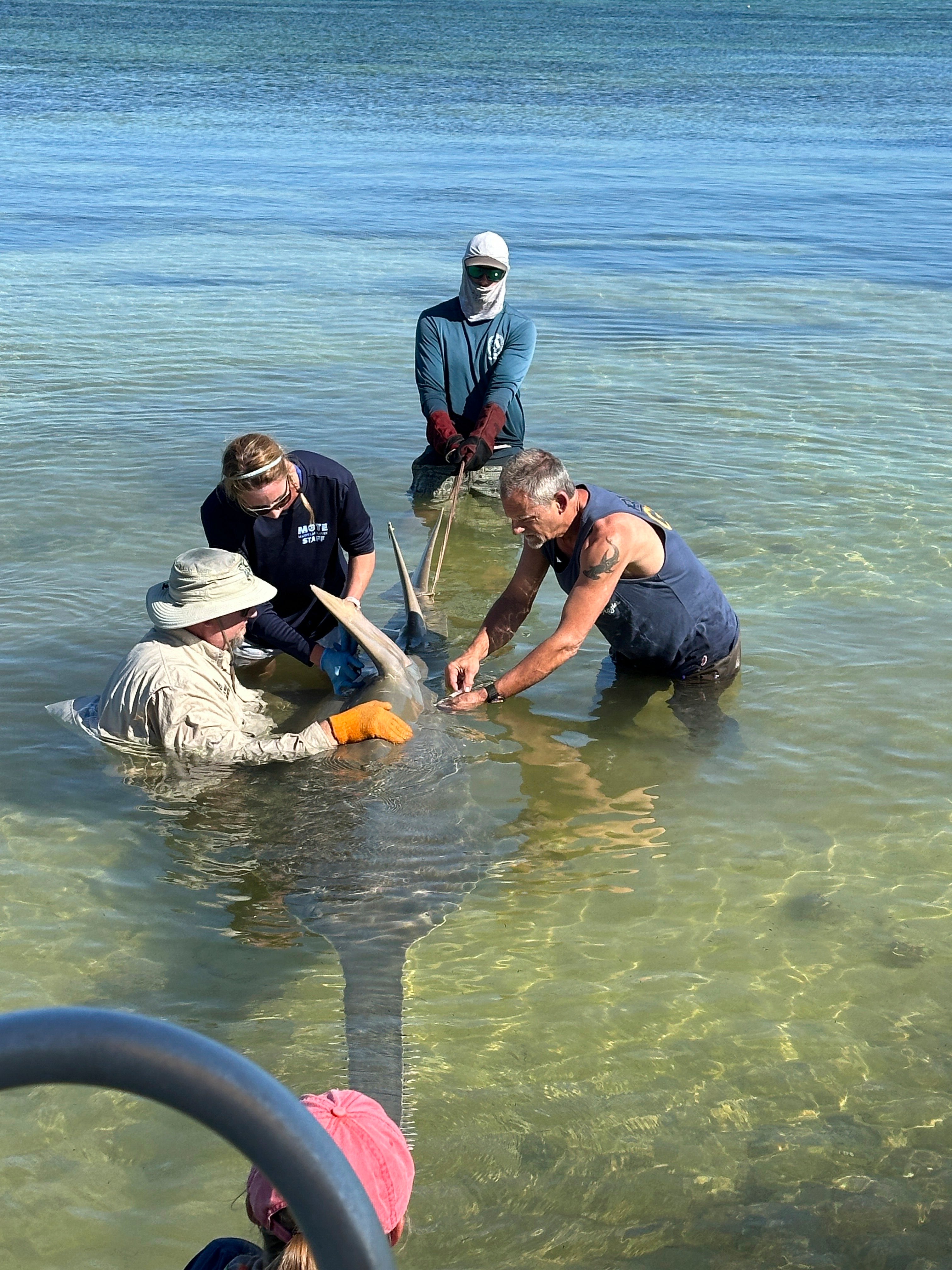 Rescuing Sawfish