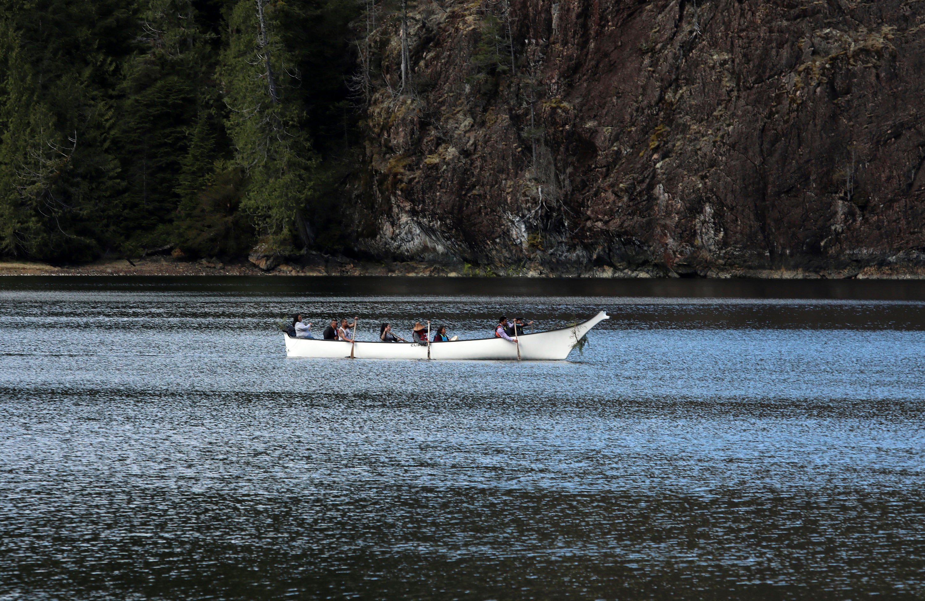 Canada Killer Whale Calf