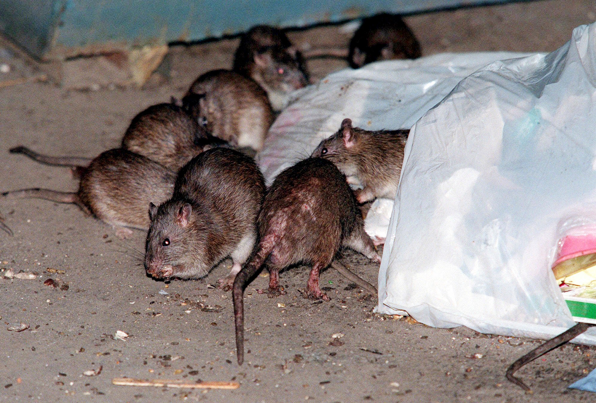 Rats swarm around a bag of garbage near a dumpster in New York, July 7, 2000. New Yor