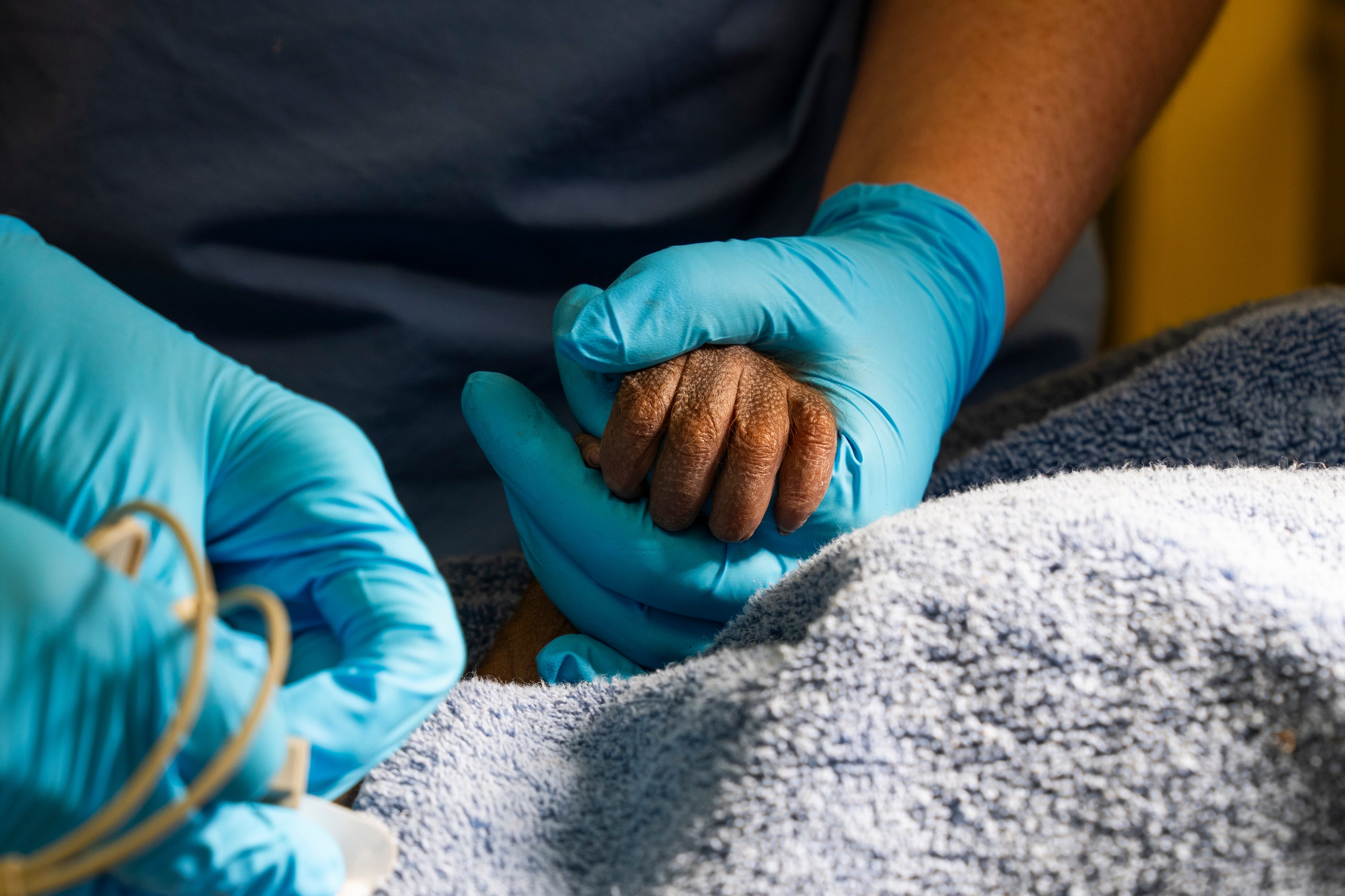 Baby Orangutan Florida