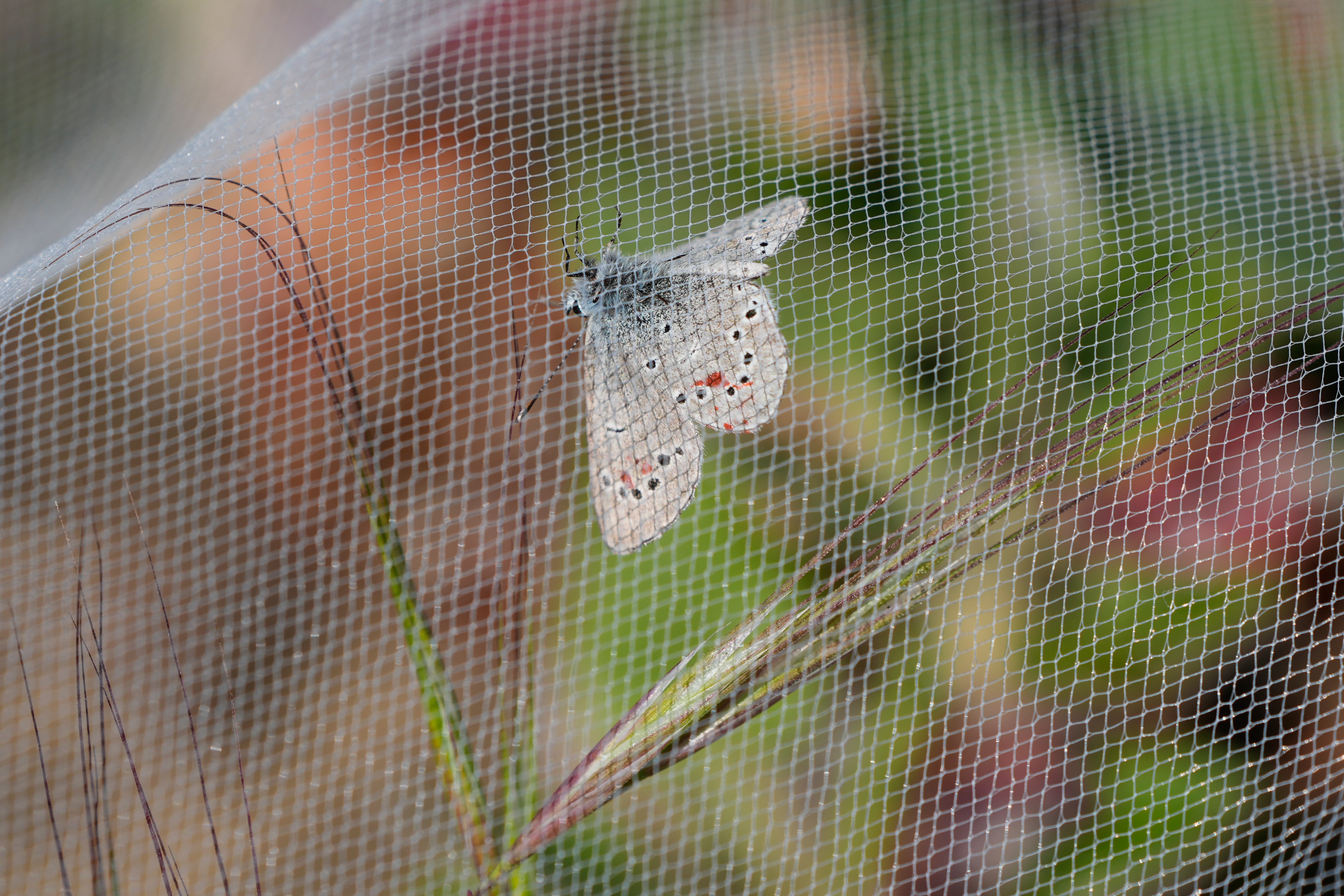 Butterfly Release