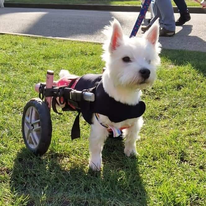 Pumpkin’s spine and legs were left broken after being stamped on as a puppy