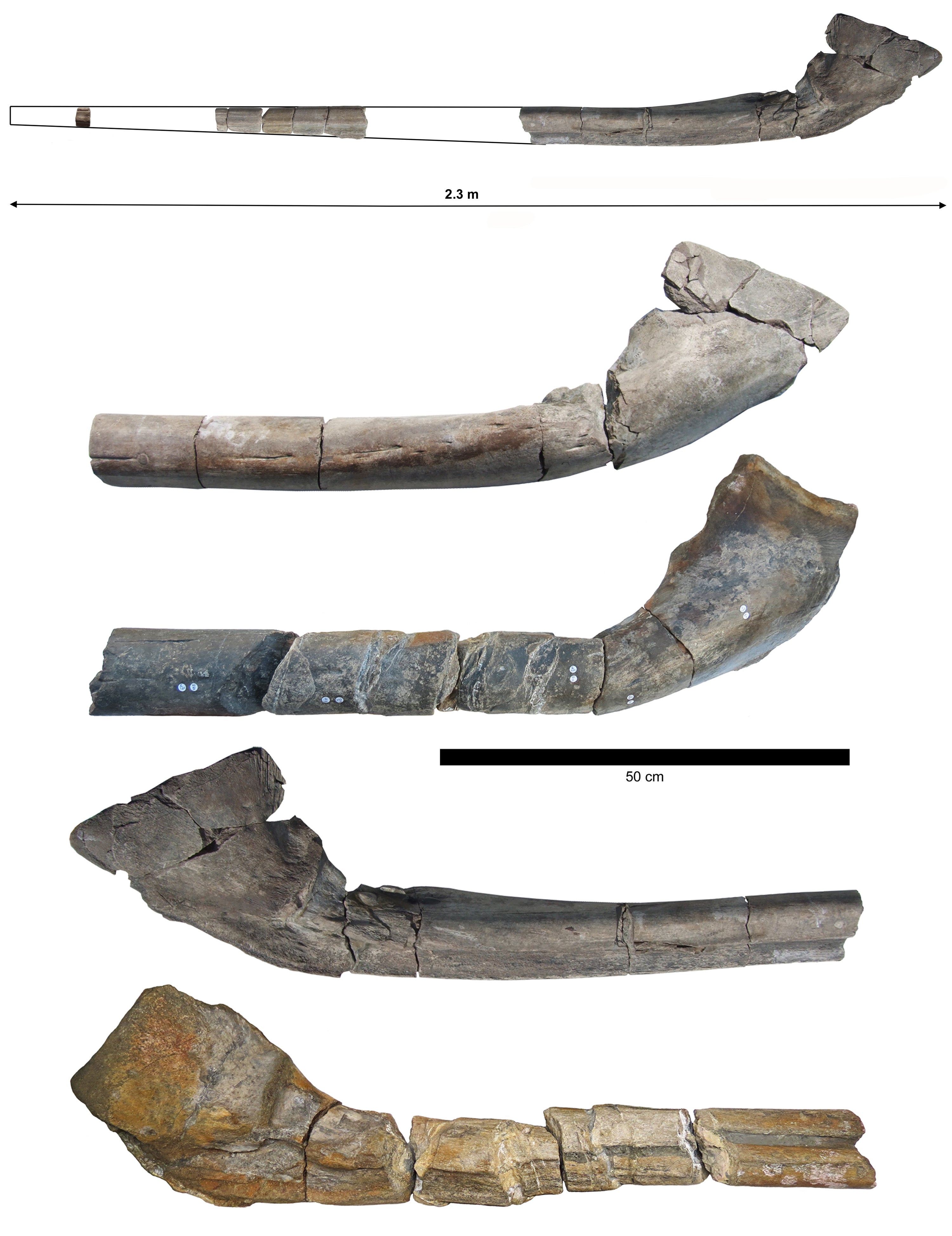 The Ichthyotitan severnensis may have been 25 metres long.