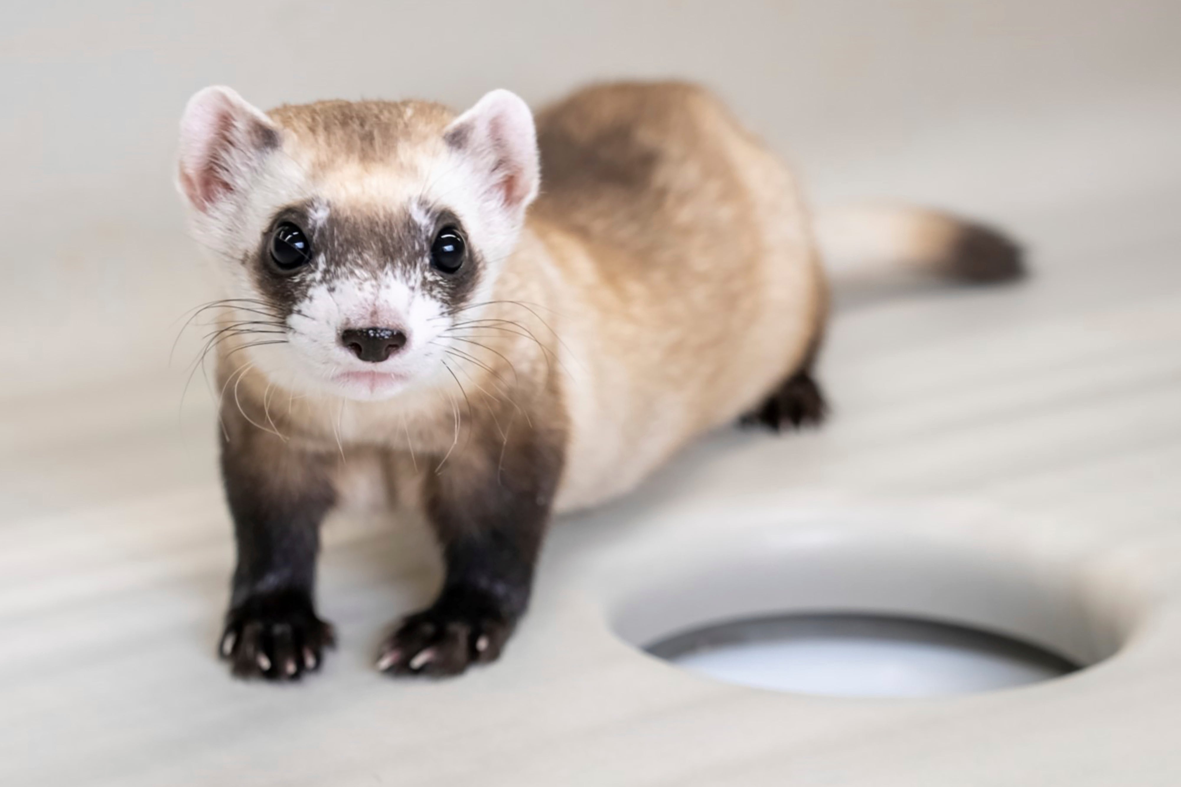 Cloned Ferrets