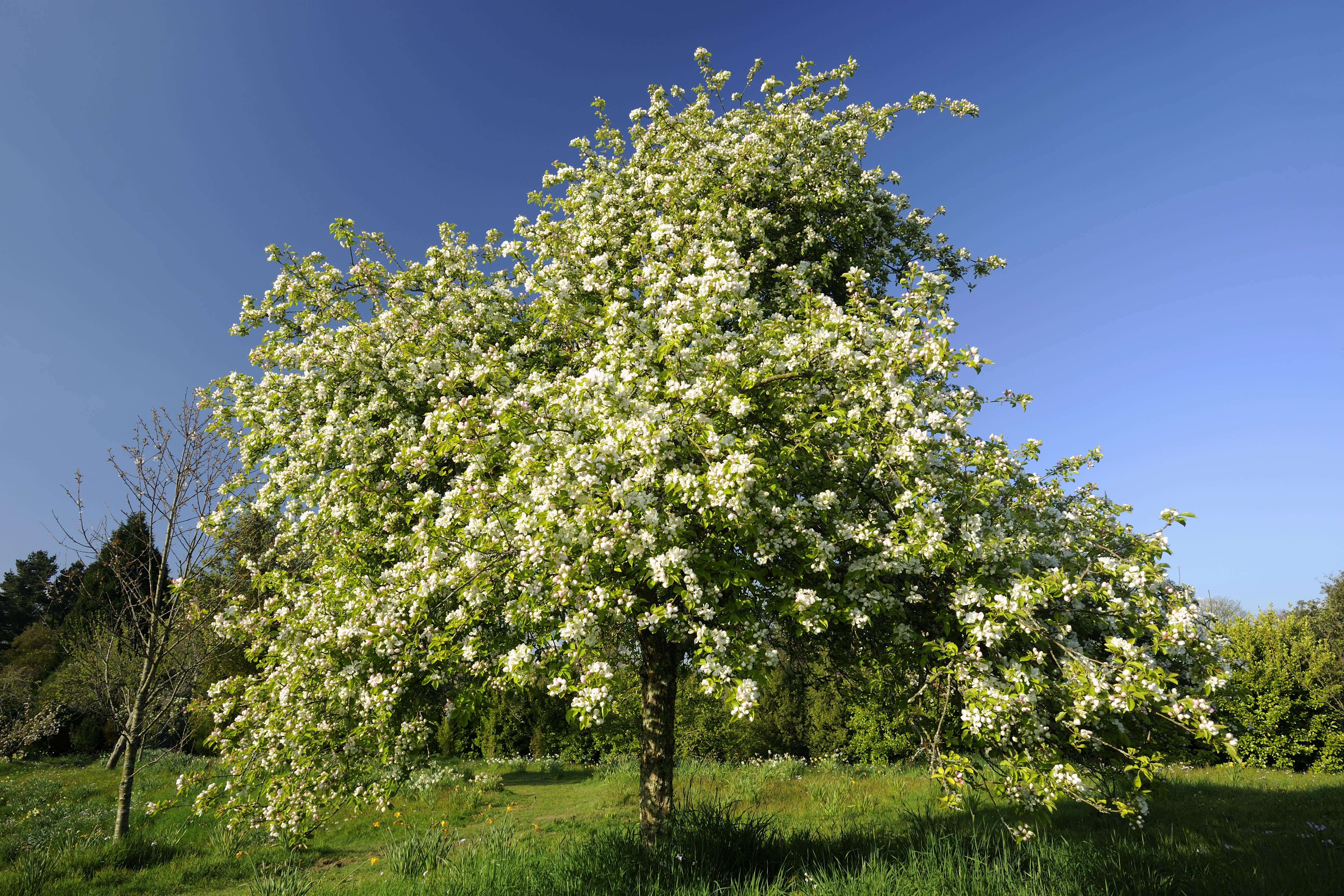 Apple tree in blossom in April, in the fruit orchard at Cotehele, Cornwall (National Trust/PA)