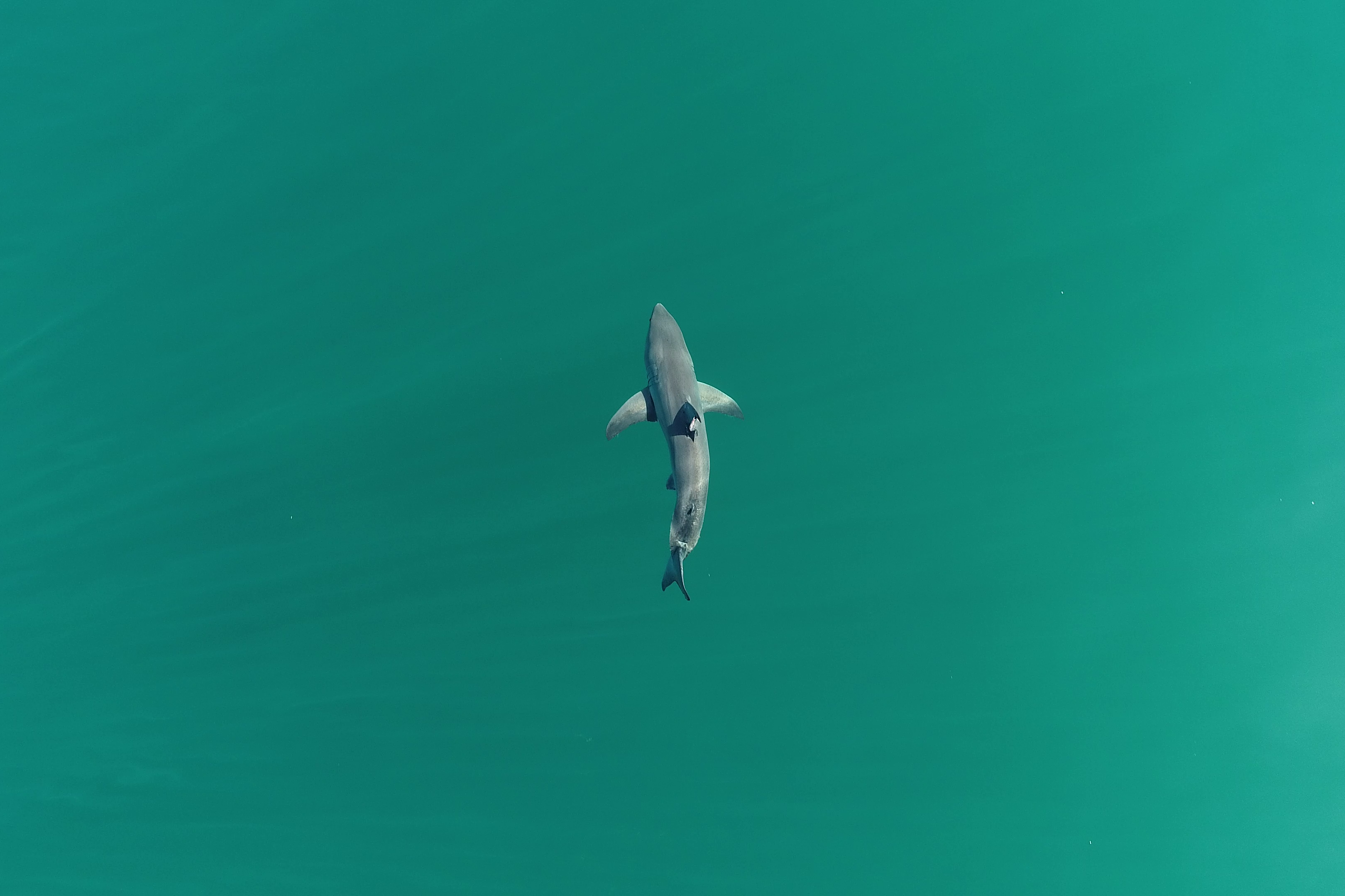 A juvenile great white shark off Padaro Beach in California (Patrick Rex/California State University/PA)