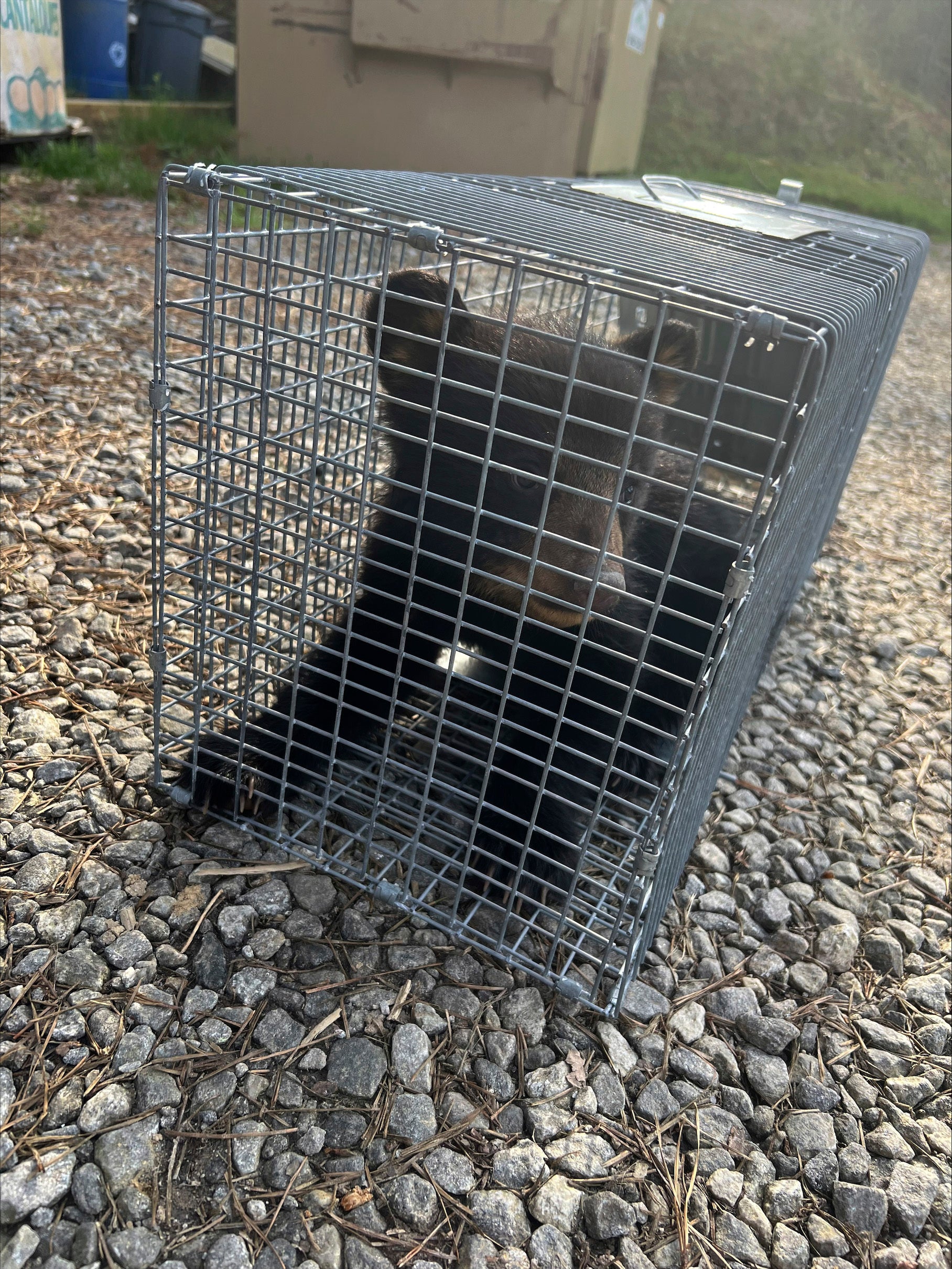 Bear Cubs Photo