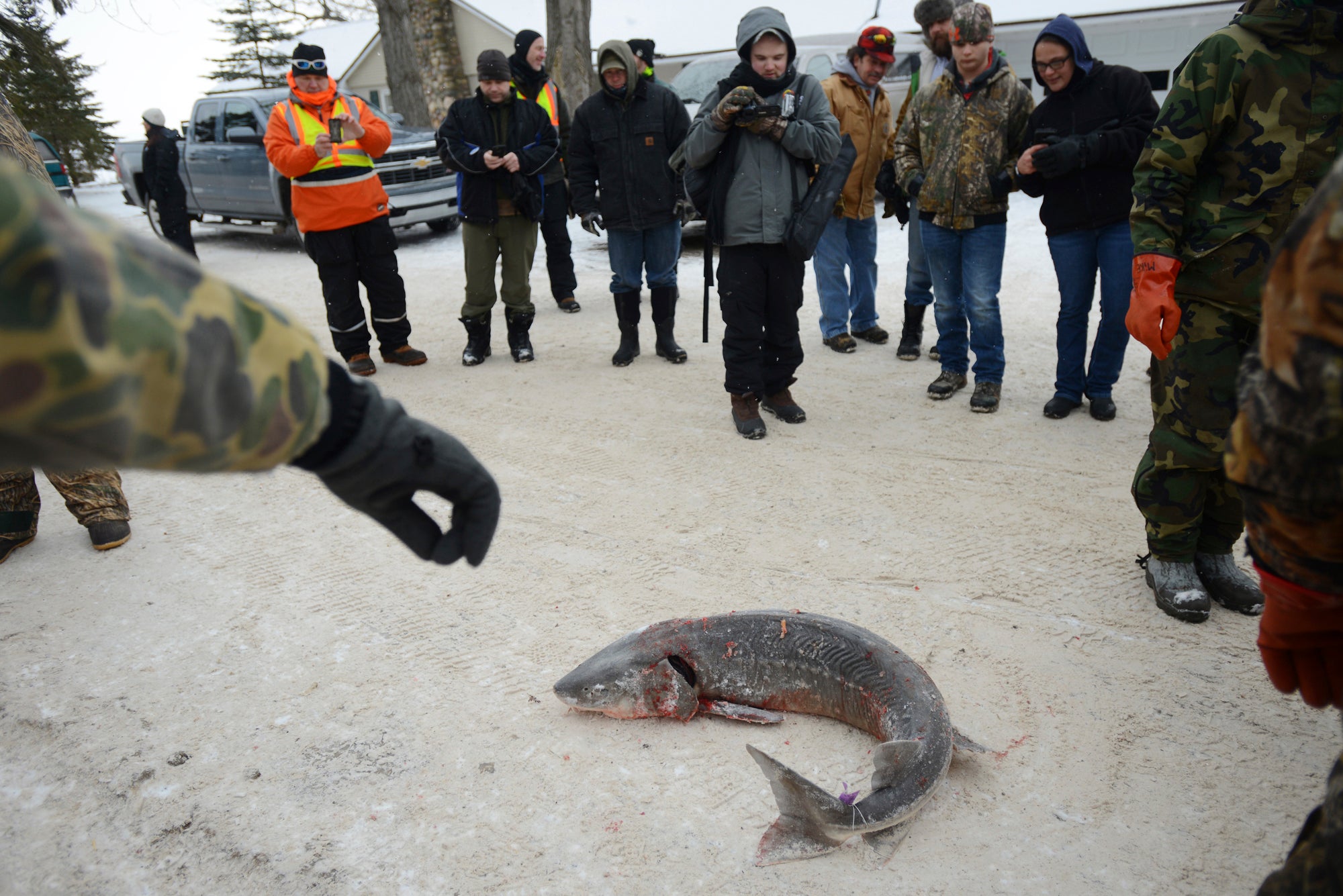 Lake Sturgeon Listing