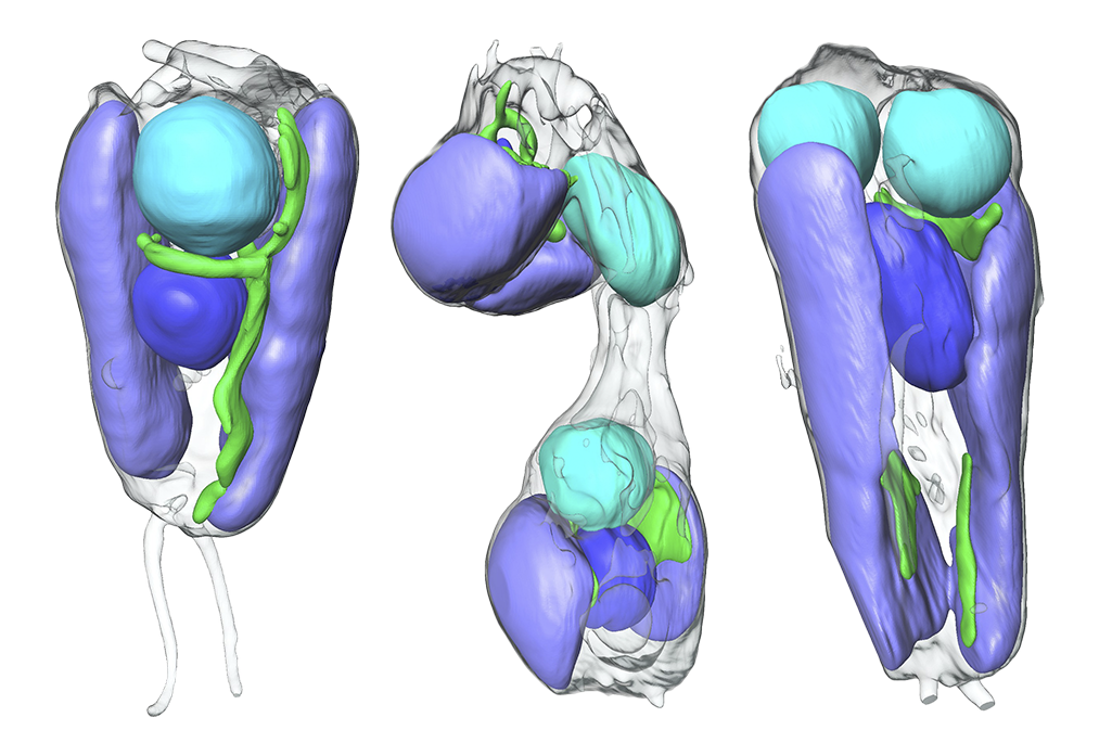 An image showing how the algae looked at different stages using X-ray tomography