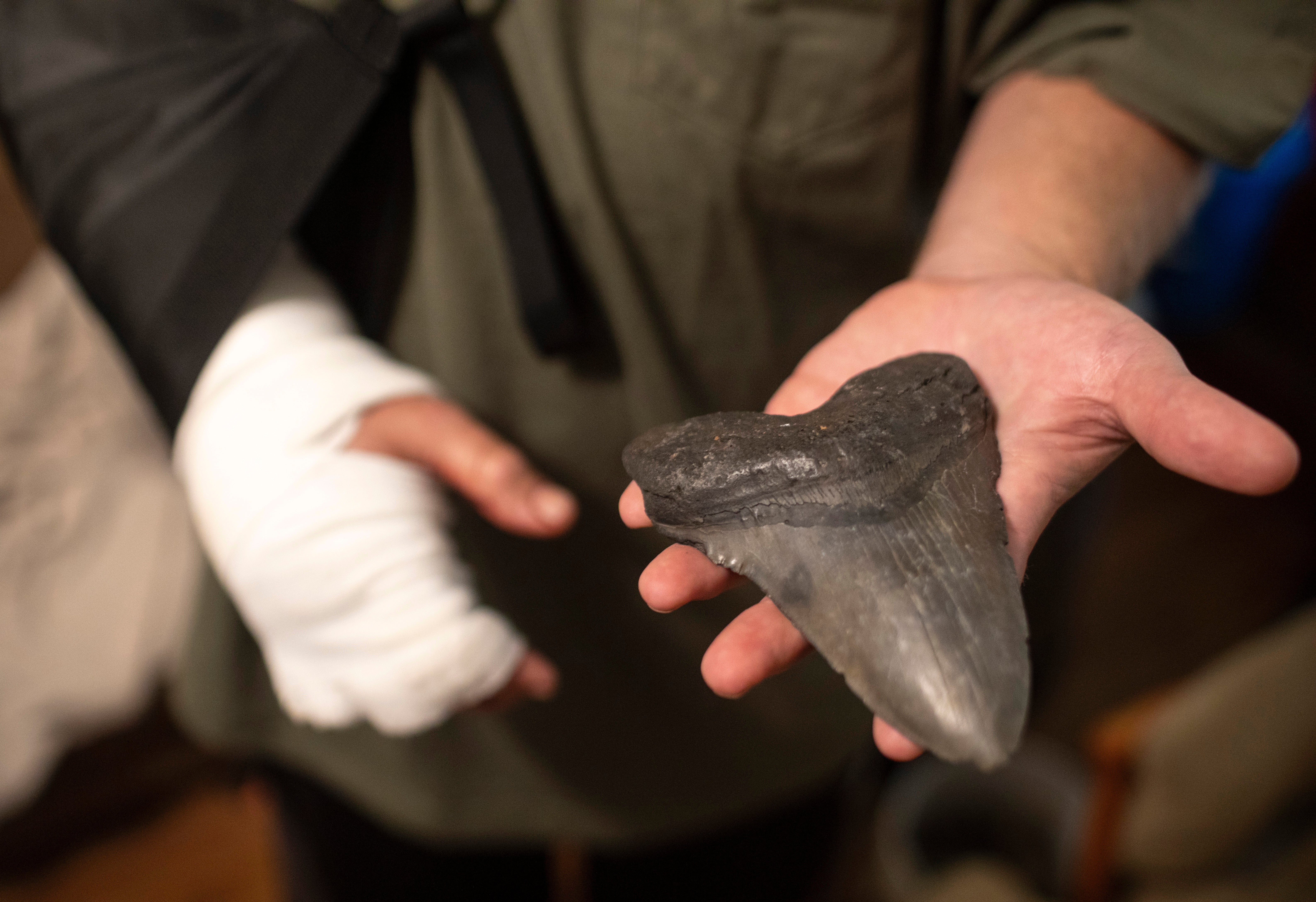 Will Georgitis holds up a megalodon tooth he found the day he was attacked by an alligator