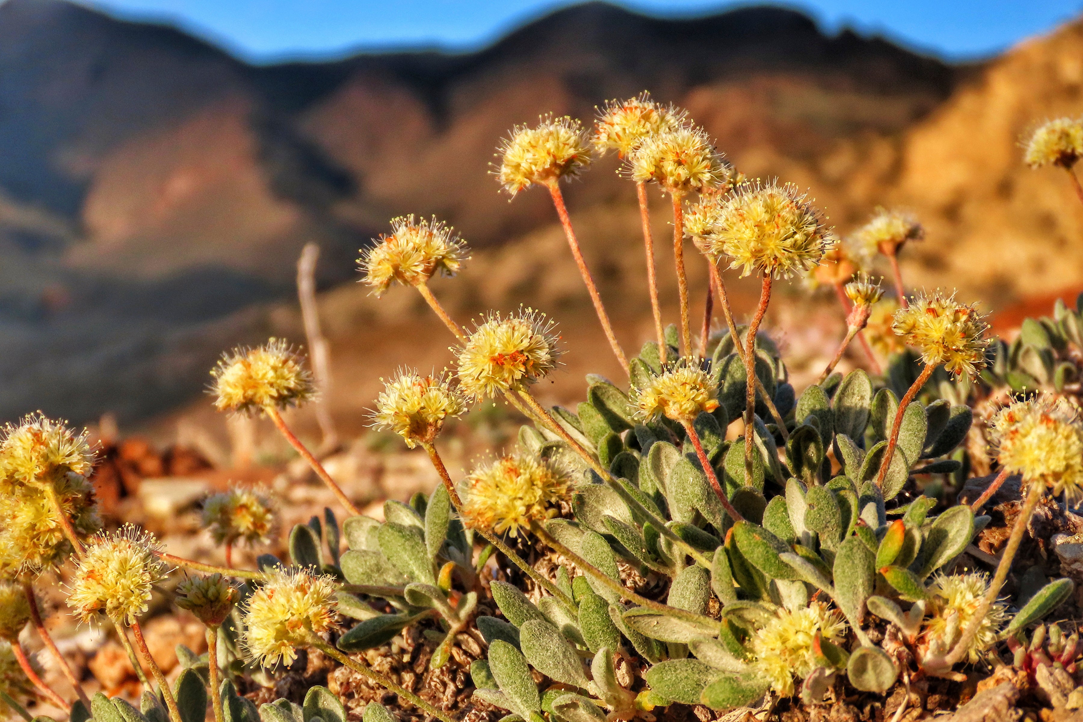 Lithium Mine Endangered Wildflower