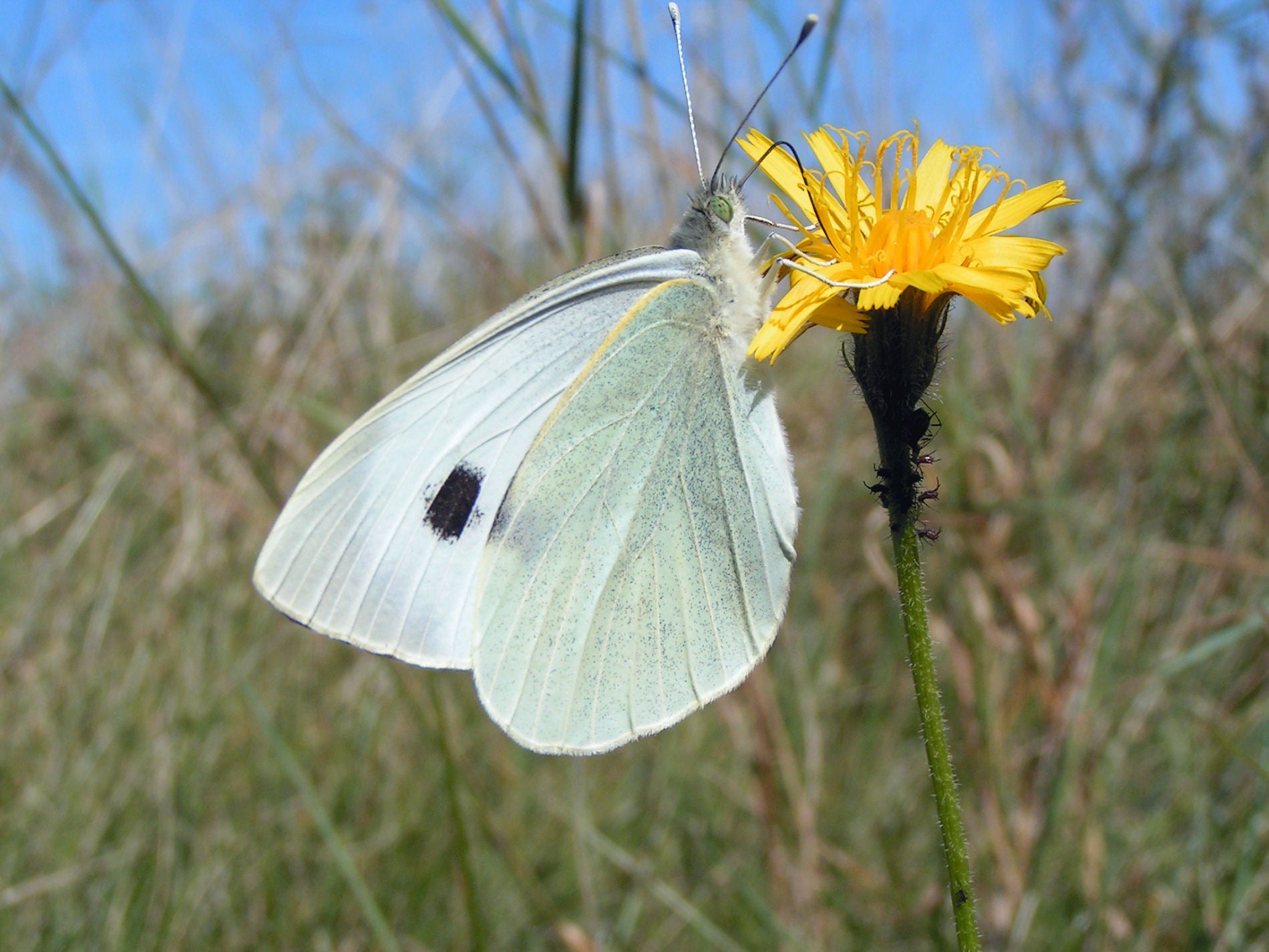 A Large White Butterfly