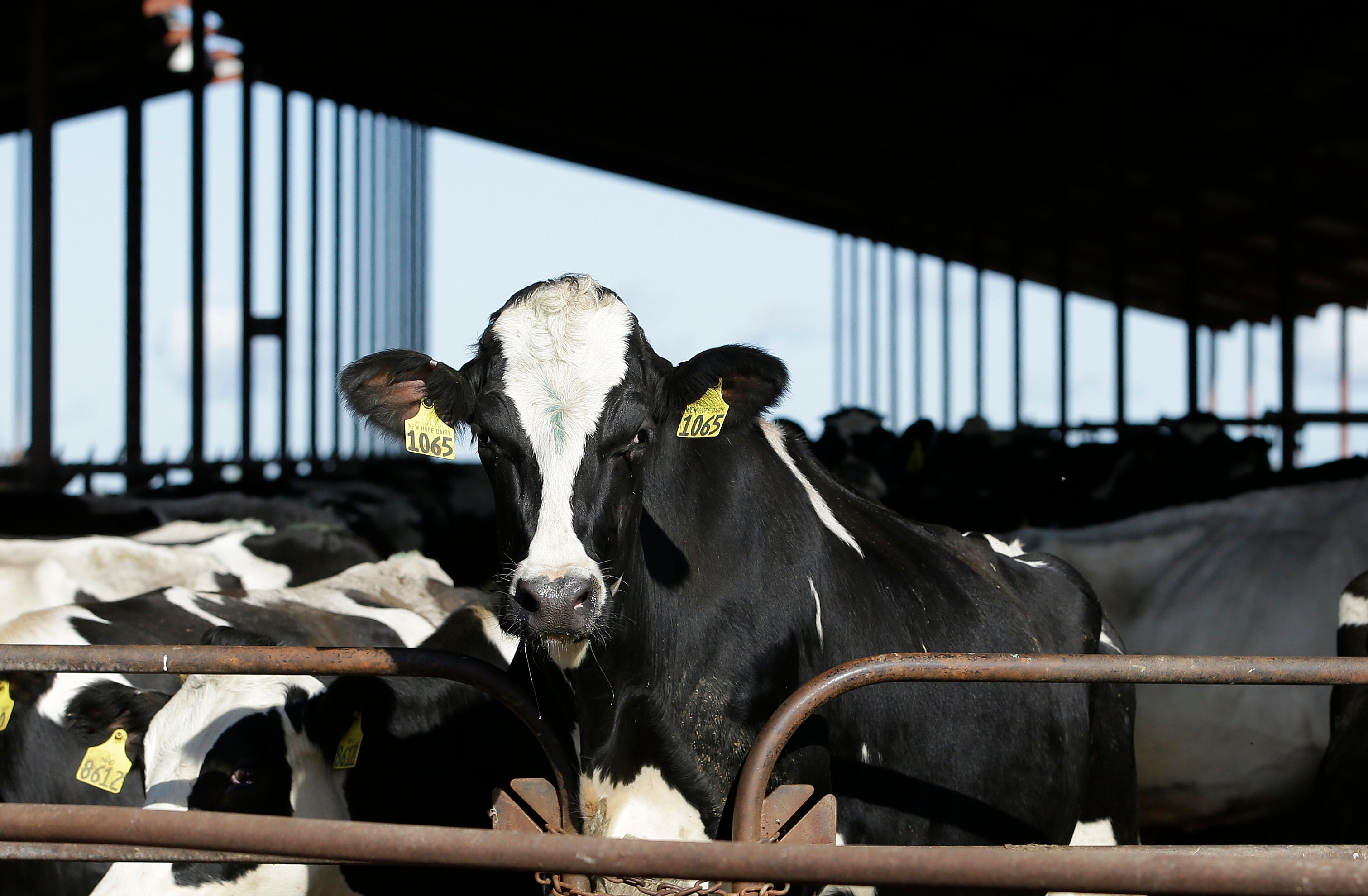 Bird Flu Dairy Cows