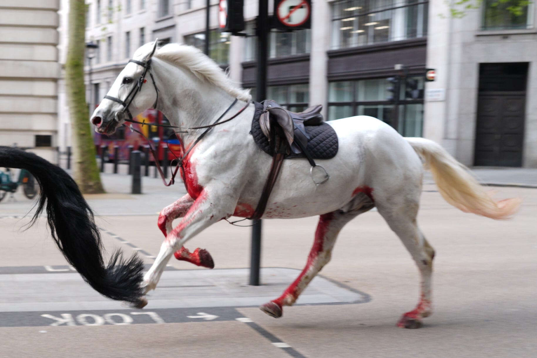 One of the animals was covered in blood. (Jordan Pettitt/PA)