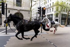 ‘There was so much panic’: How five Household Cavalry horses wreaked havoc across six miles of central London