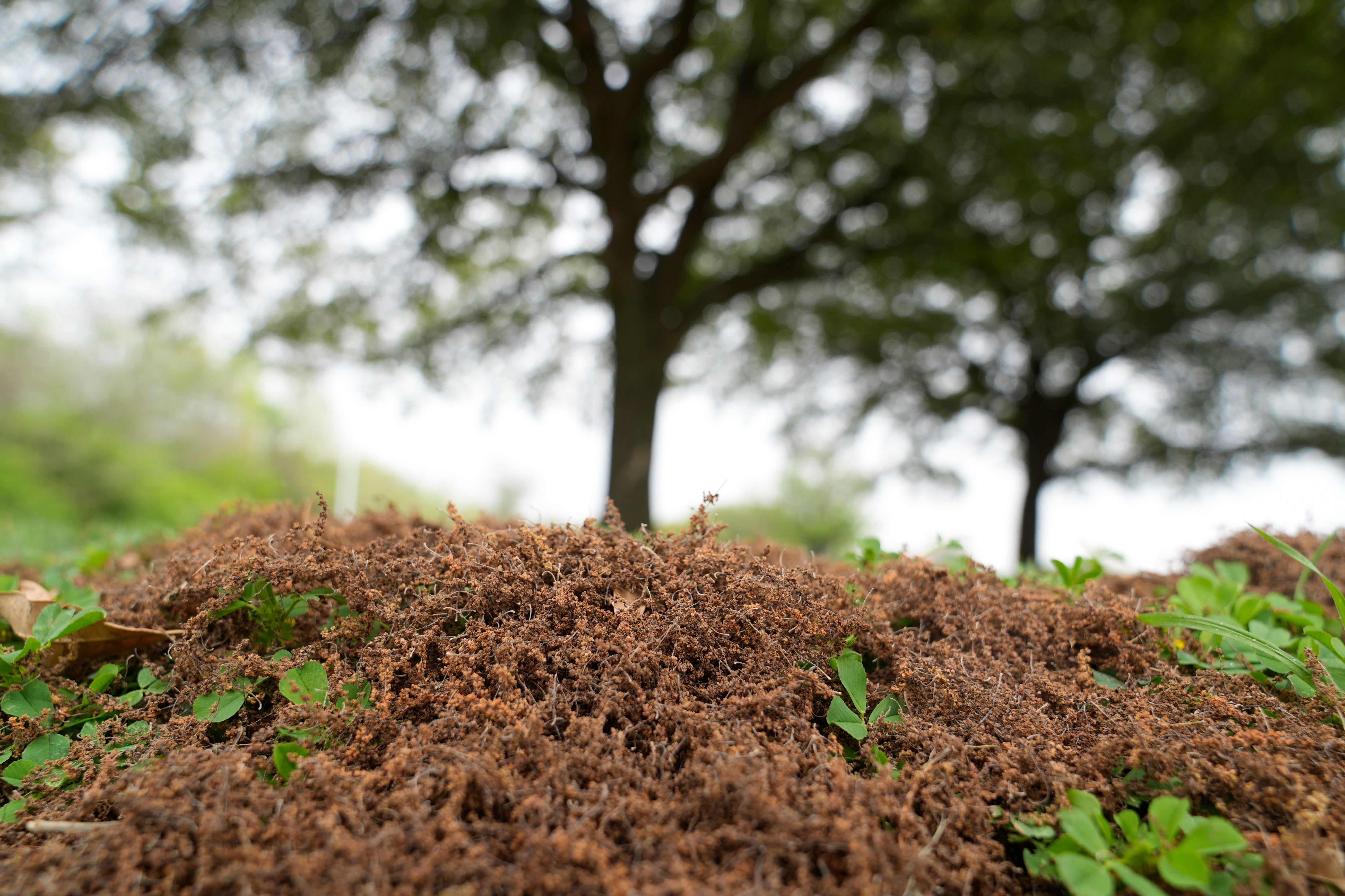 Tree pollen pods lay in a pile at a park in the Dallas suburb of Richardson, Texas